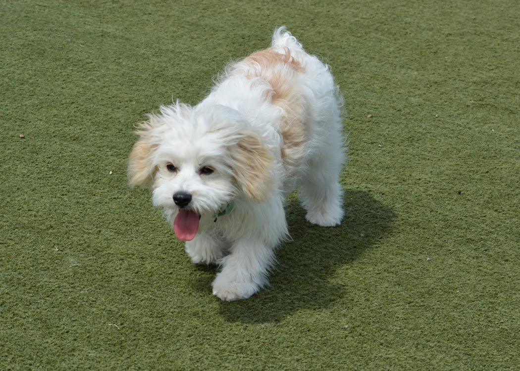 Wagsworth Manor Pet Resort Malvern