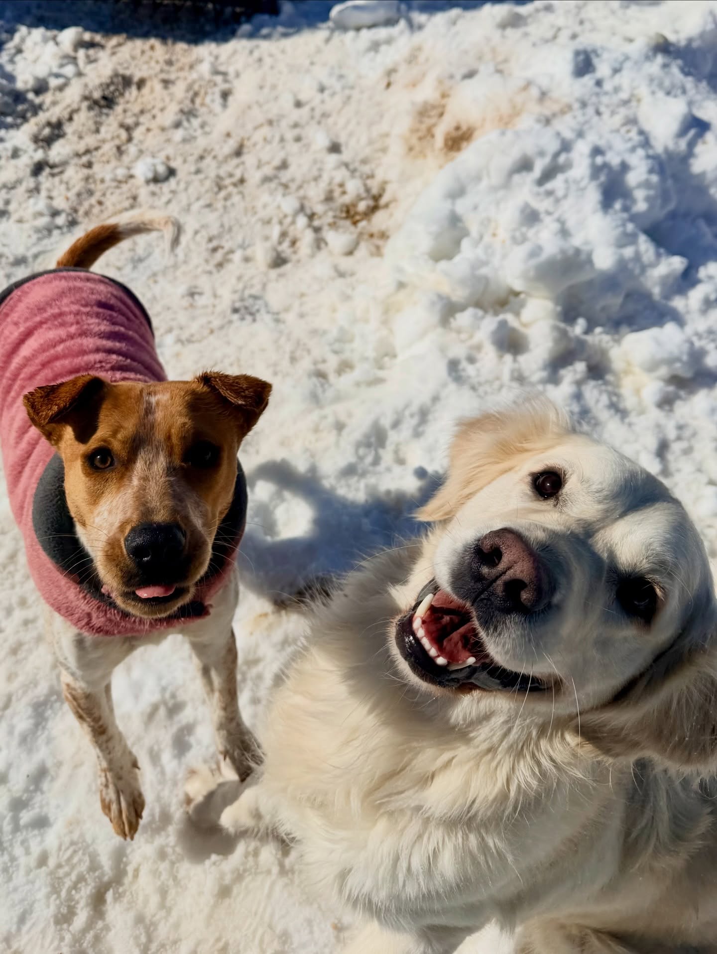 What a Good Dog Inc Malvern