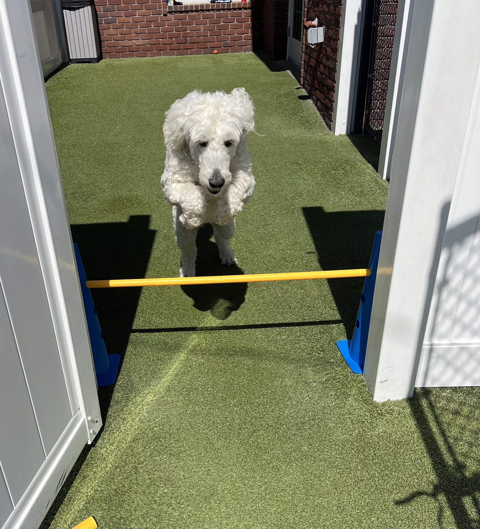 K9 Resorts Luxury Pet Hotel Malvern Malvern