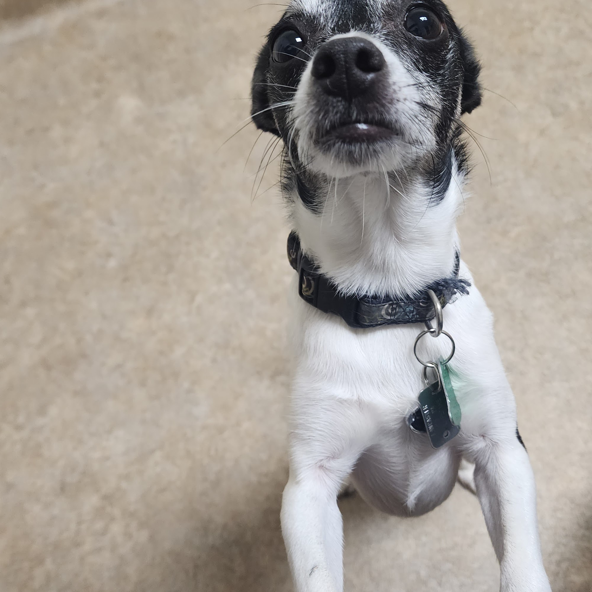 White Oaks Veterinary Hospital Manheim