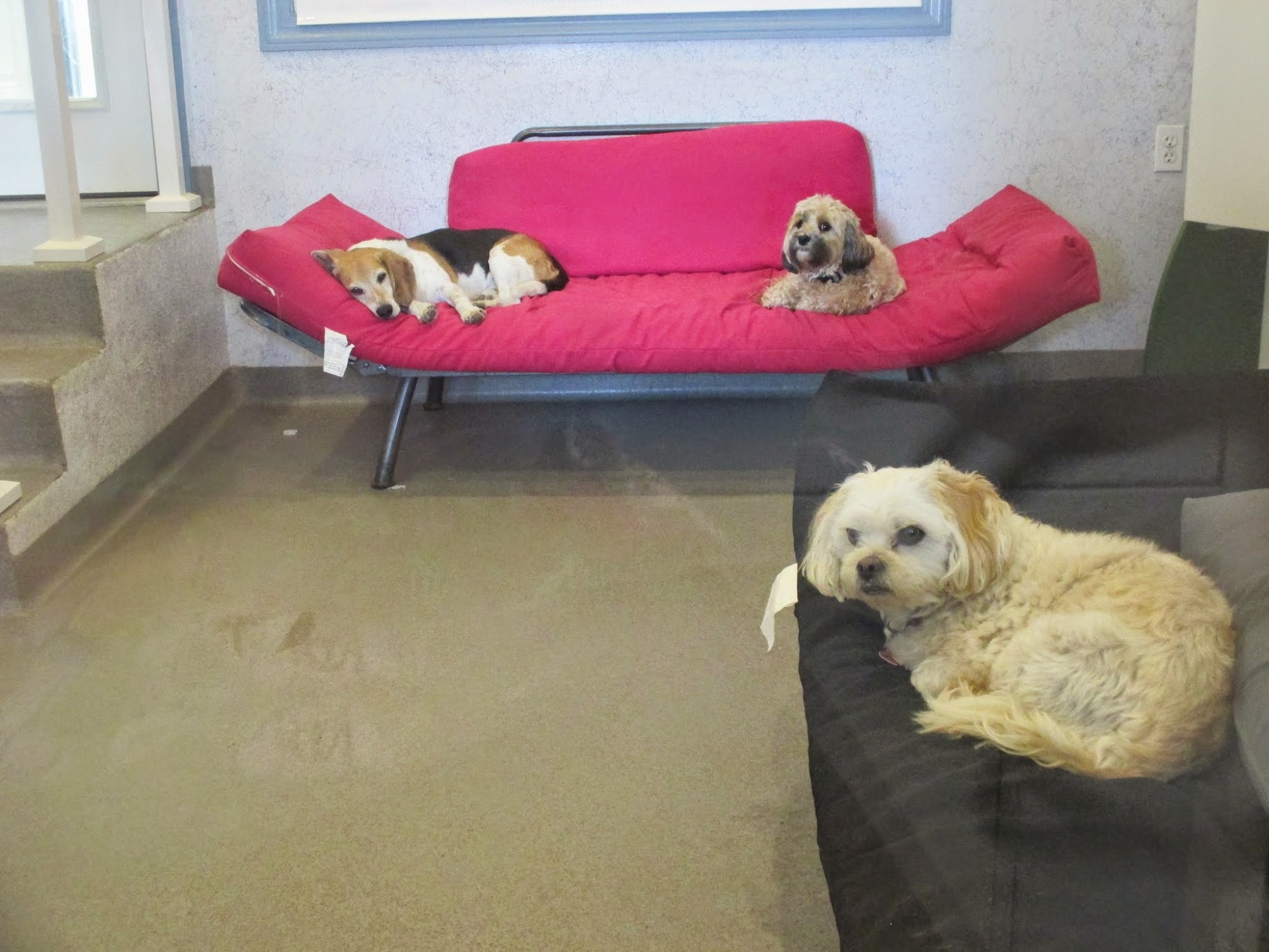 Canine Country Club Inc, Manheim