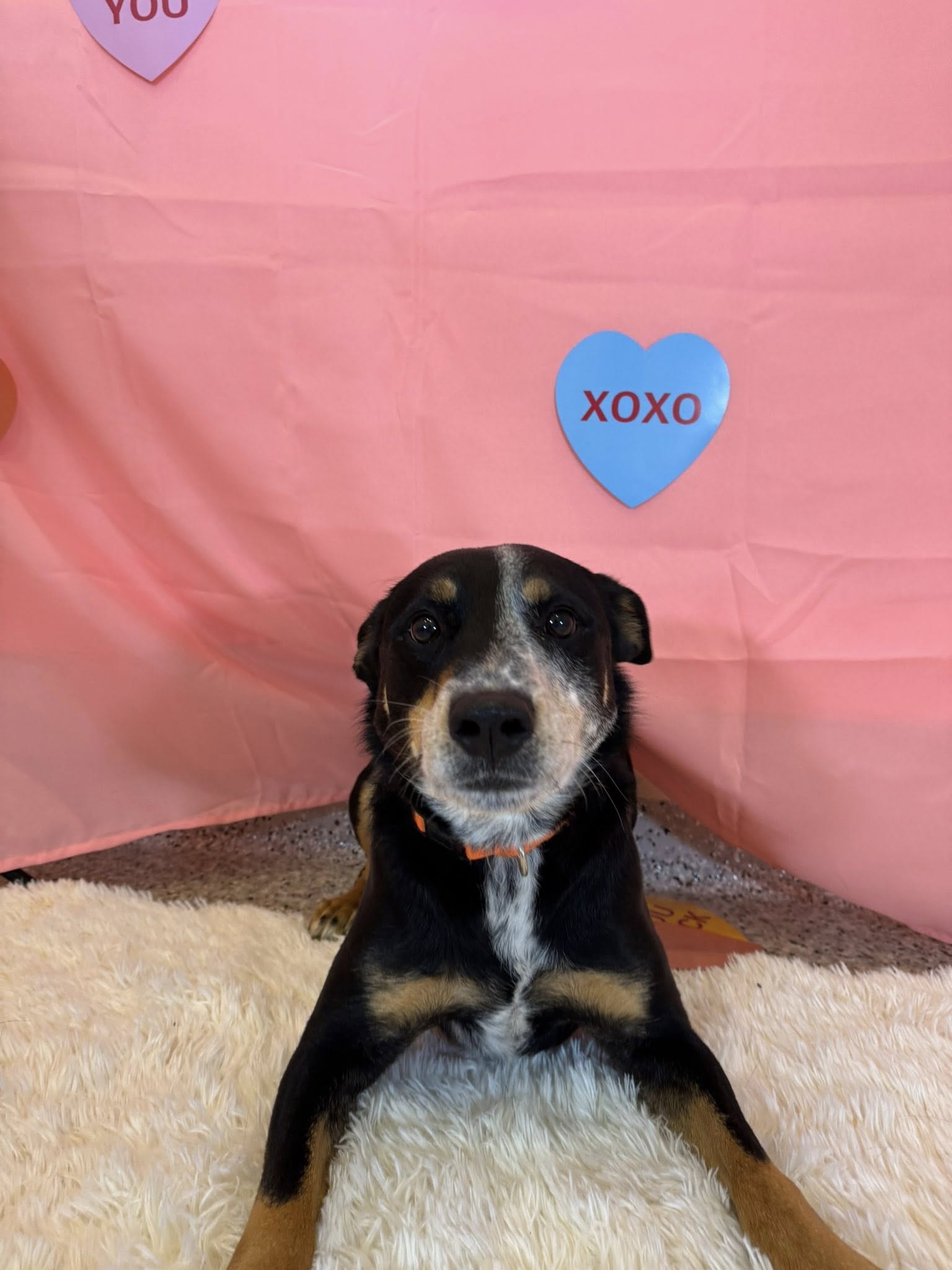 Canine Country Club Inc, Manheim