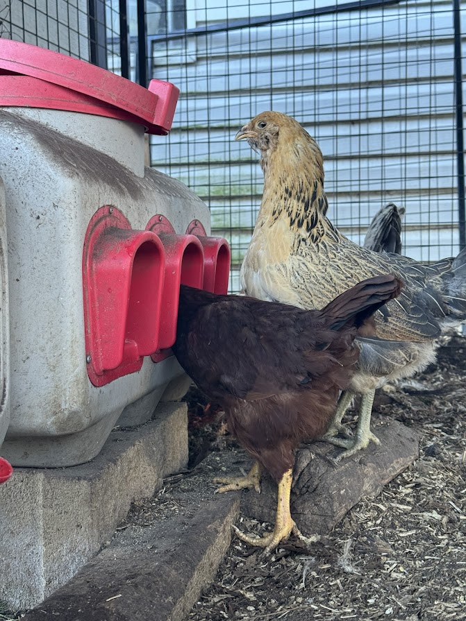 OverEZ Chicken Coop Manheim