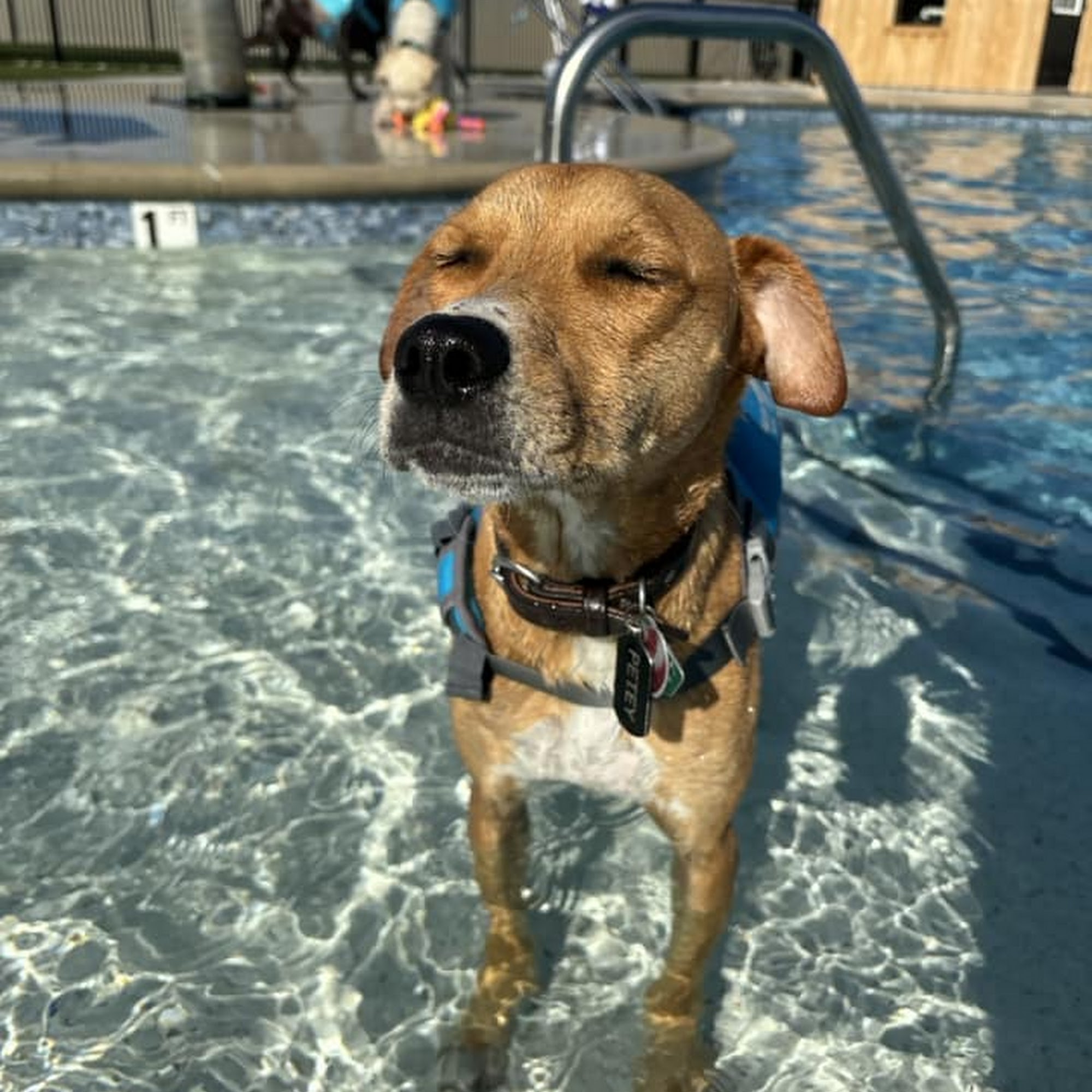 The Windsor, by Canine Country Club Manheim