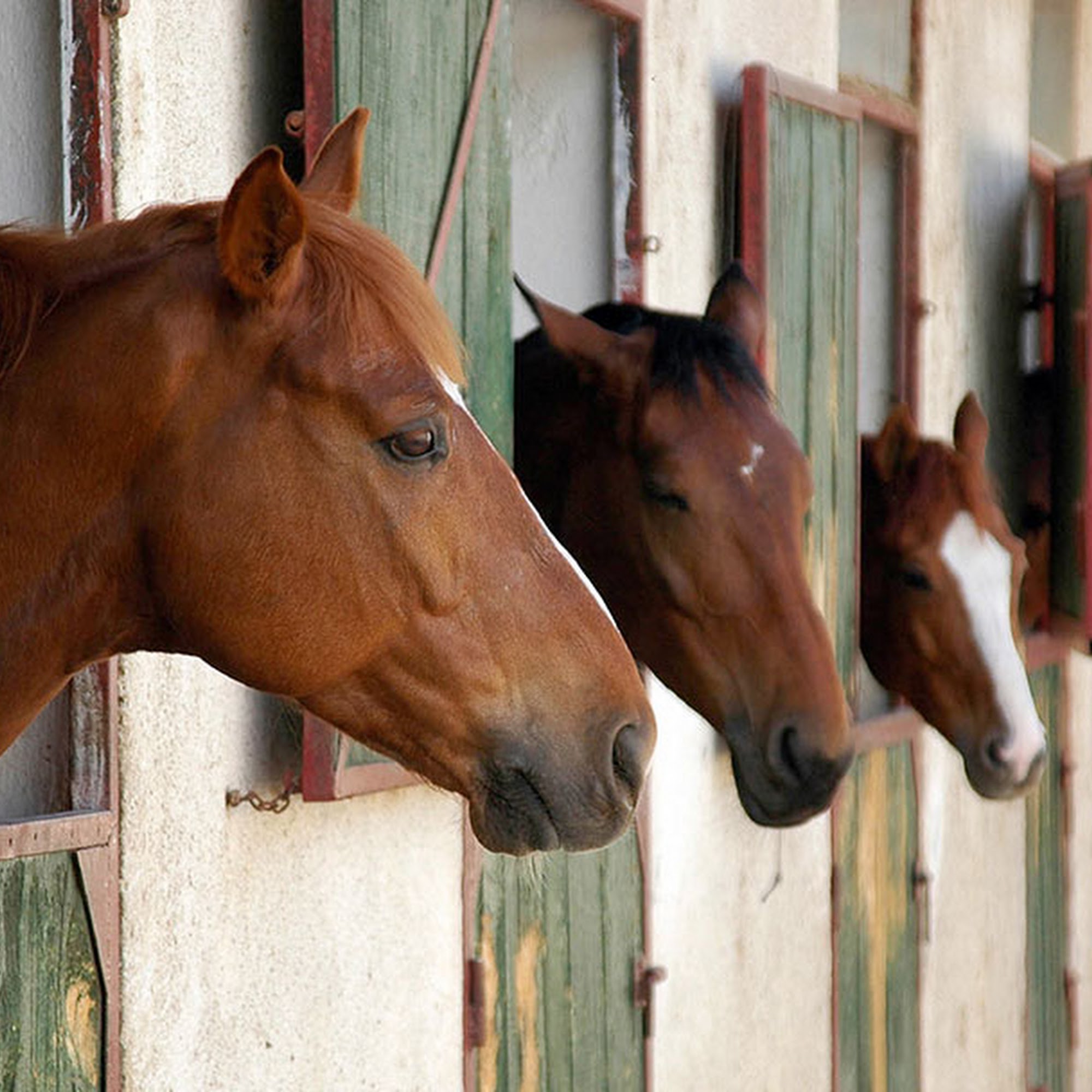 Edelson Equine Associates Manheim
