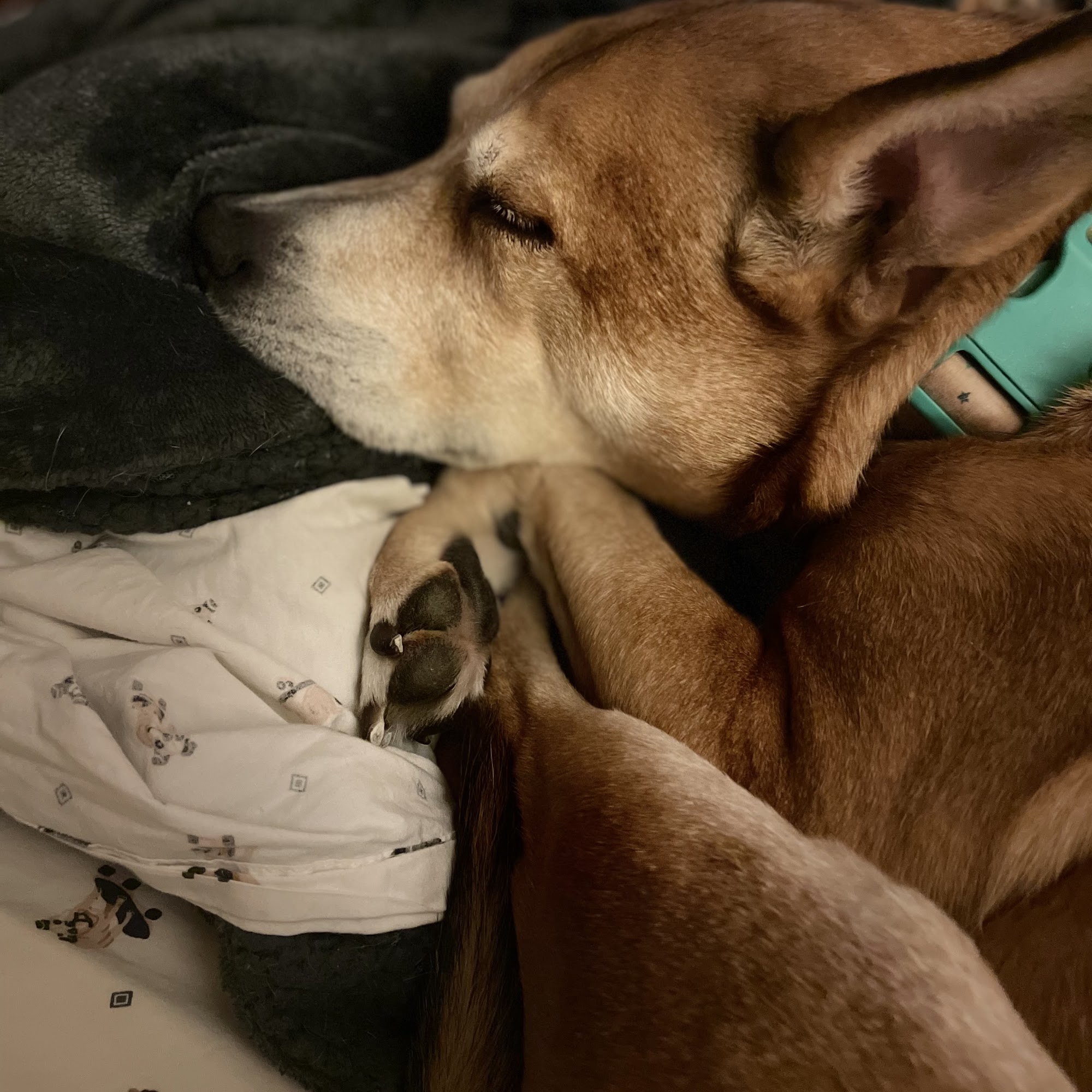 Good Shepherd Veterinary Hospital Mars