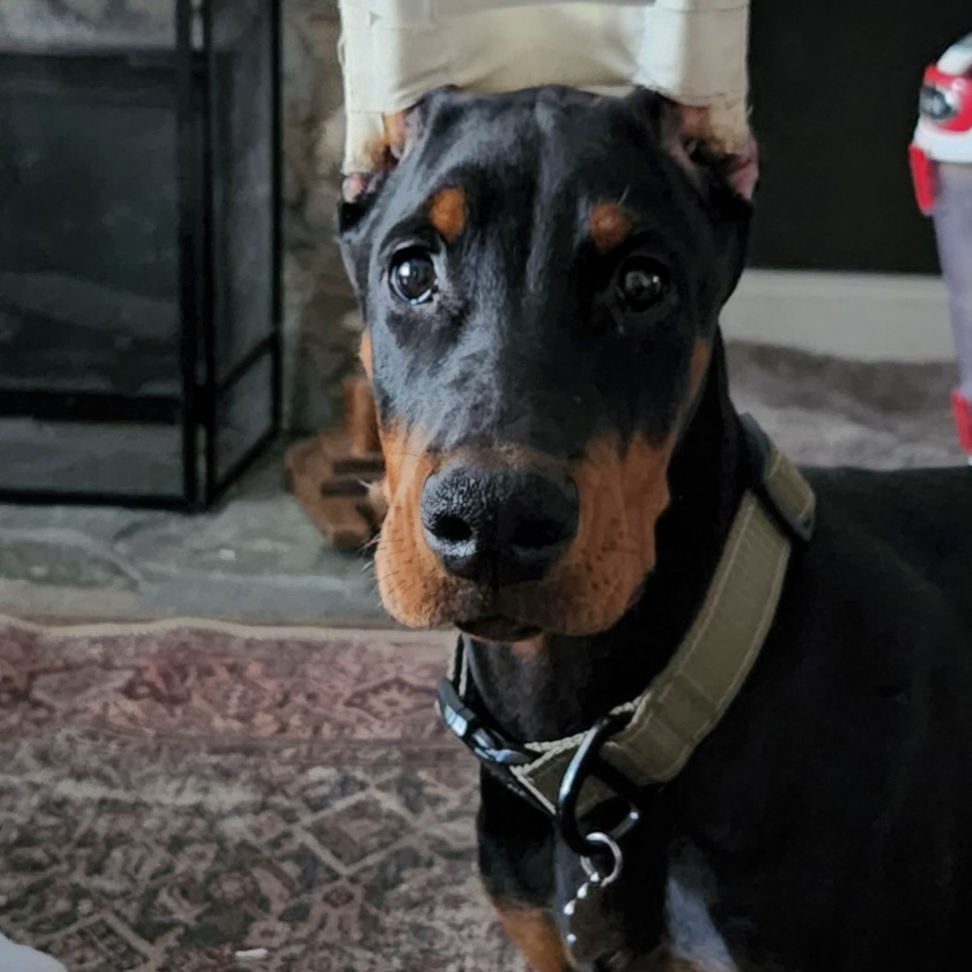 Mars Animal Depot Veterinary Mars