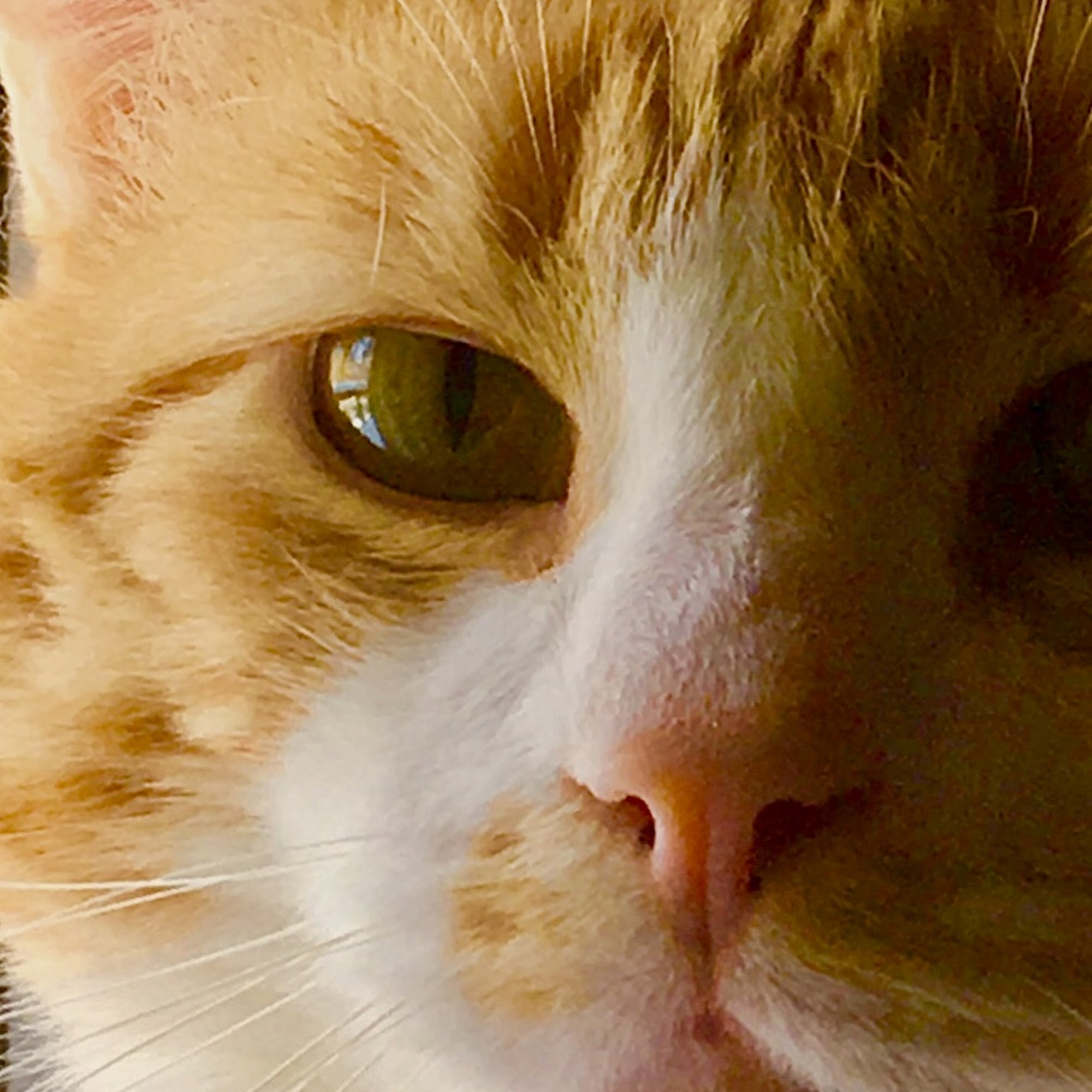 Myoma Animal Hospital Mars