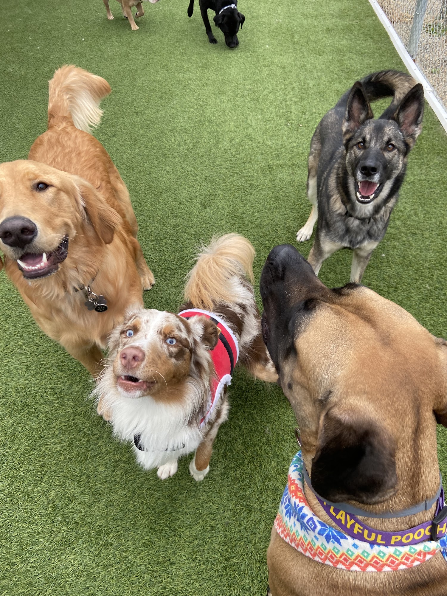 Playful Pooch Doggie Daycare Mars