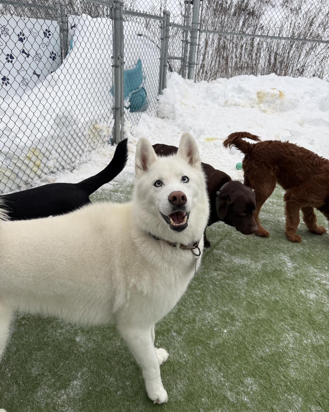 Playful Pooch Doggie Daycare Mars