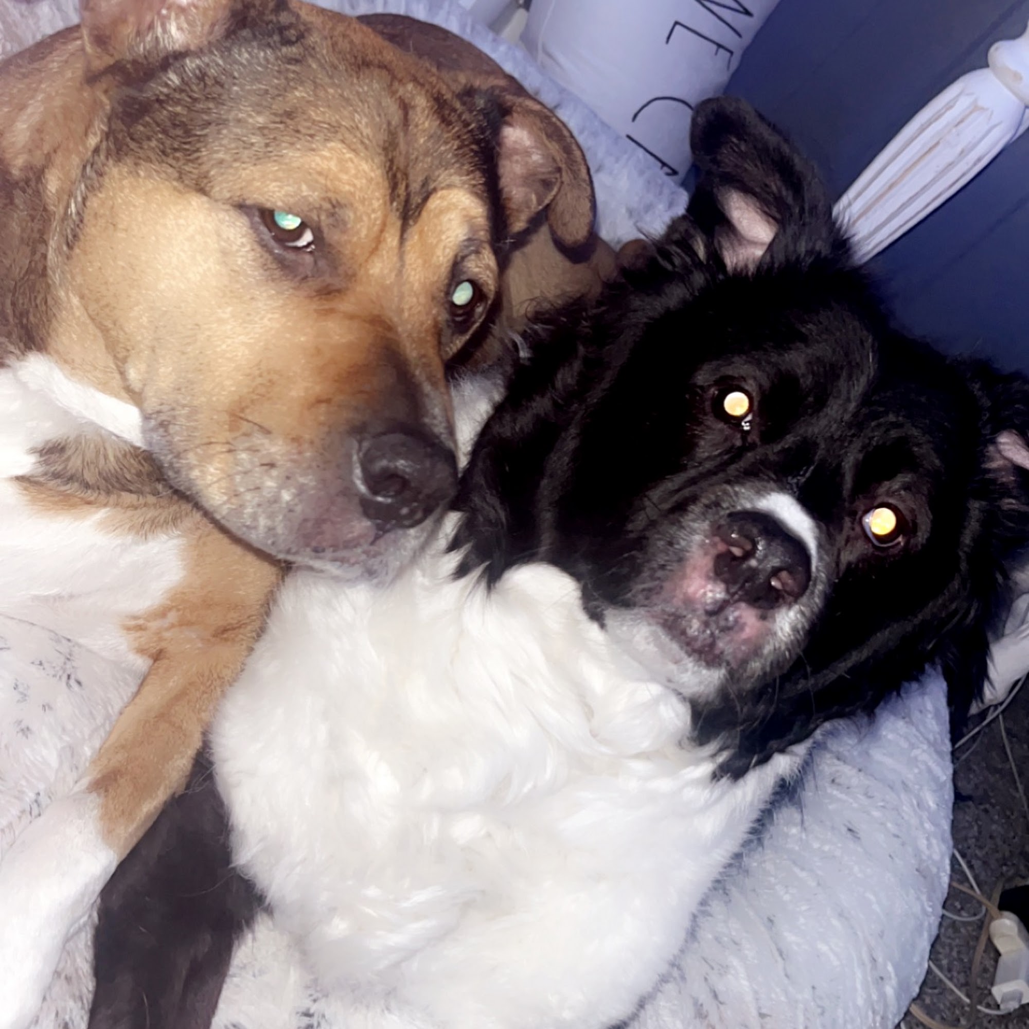 McConnellsburg Veterinary Clinic McConnellsburg