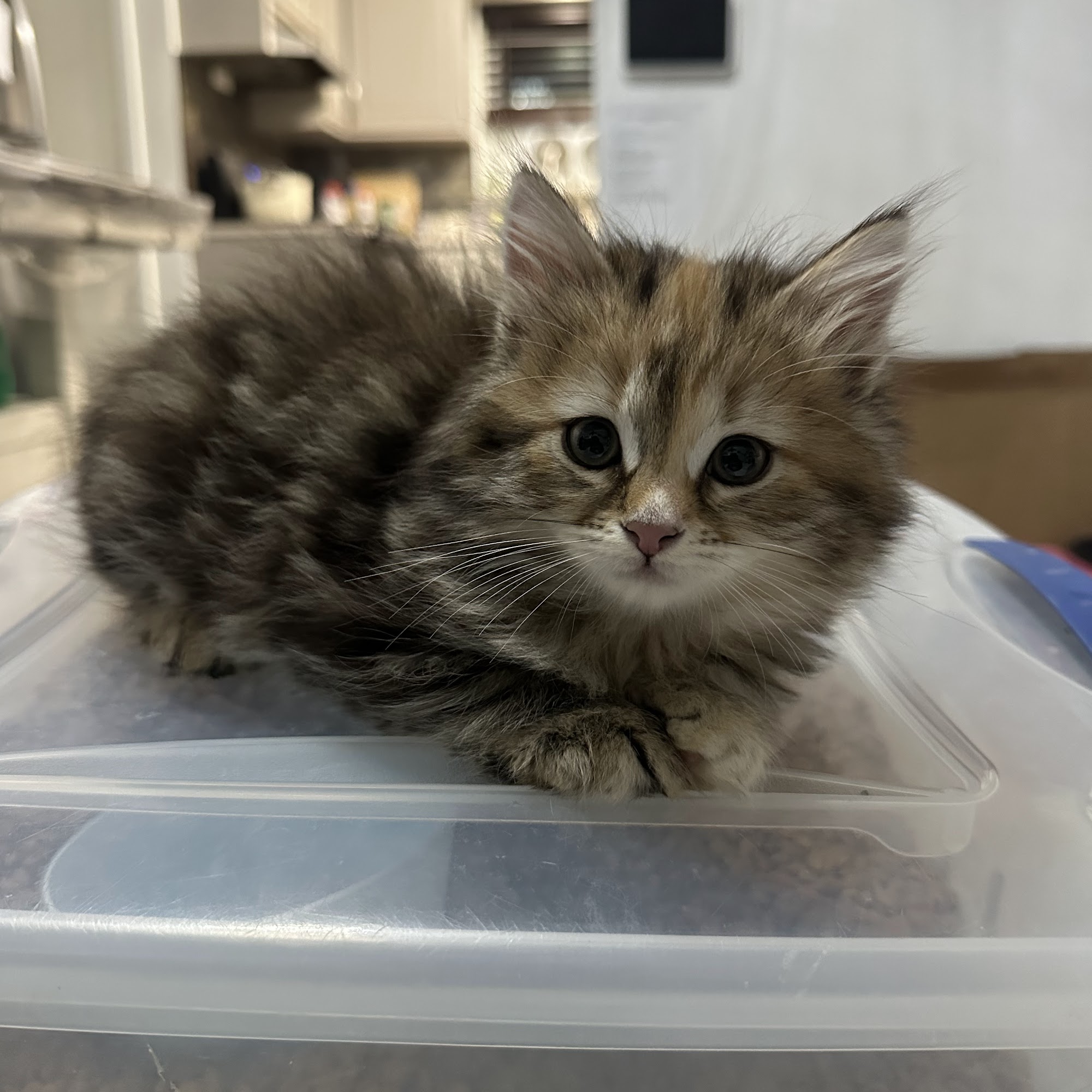 Animal Medical Center of Kennedy Township P.C. McKees Rocks