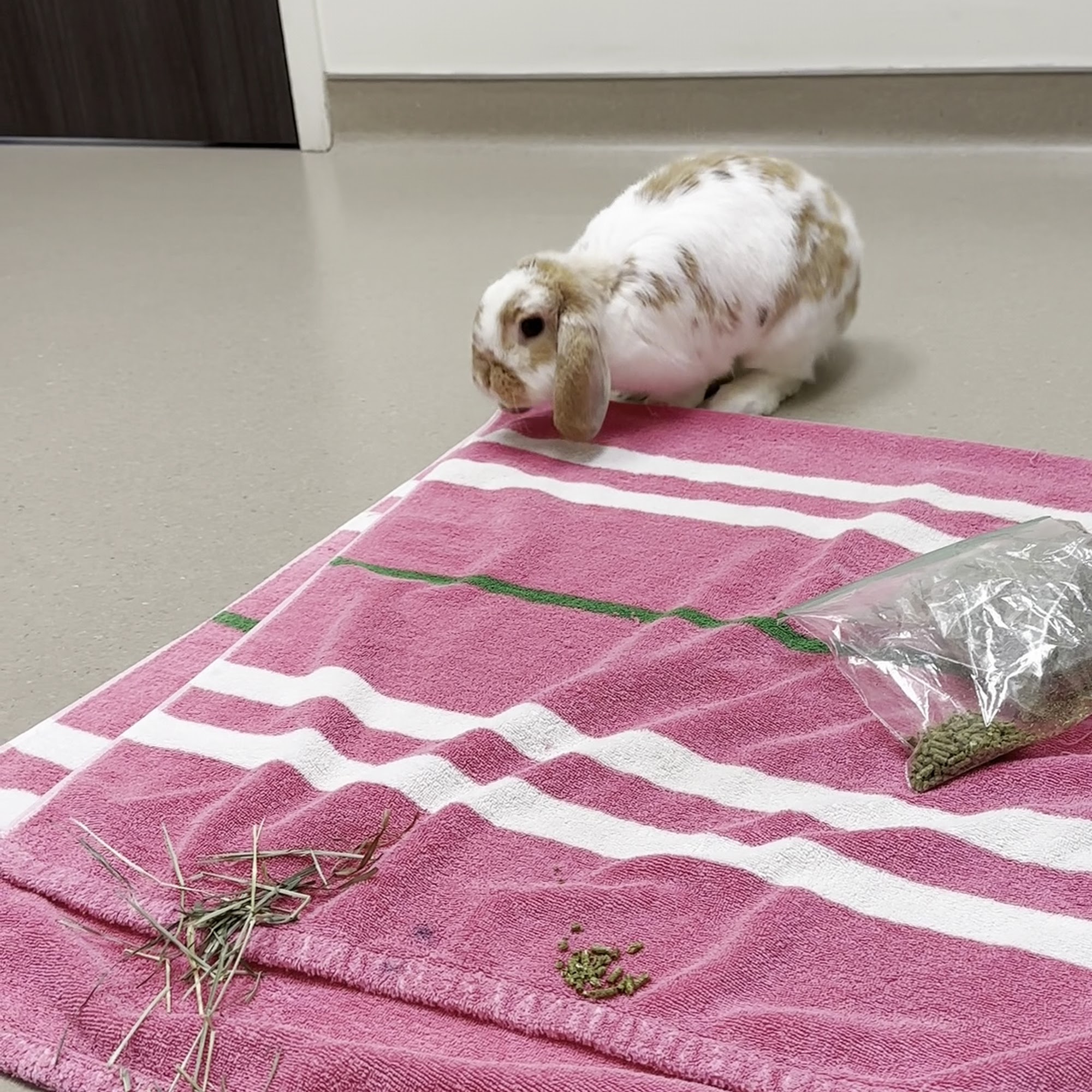 Robinson Animal Hospital McKees Rocks