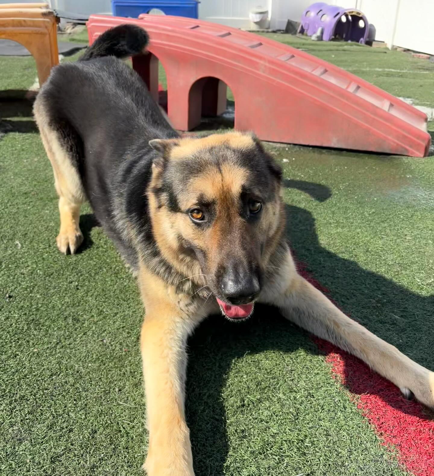 Friendly Paws Pet Resort, LLC McKees Rocks