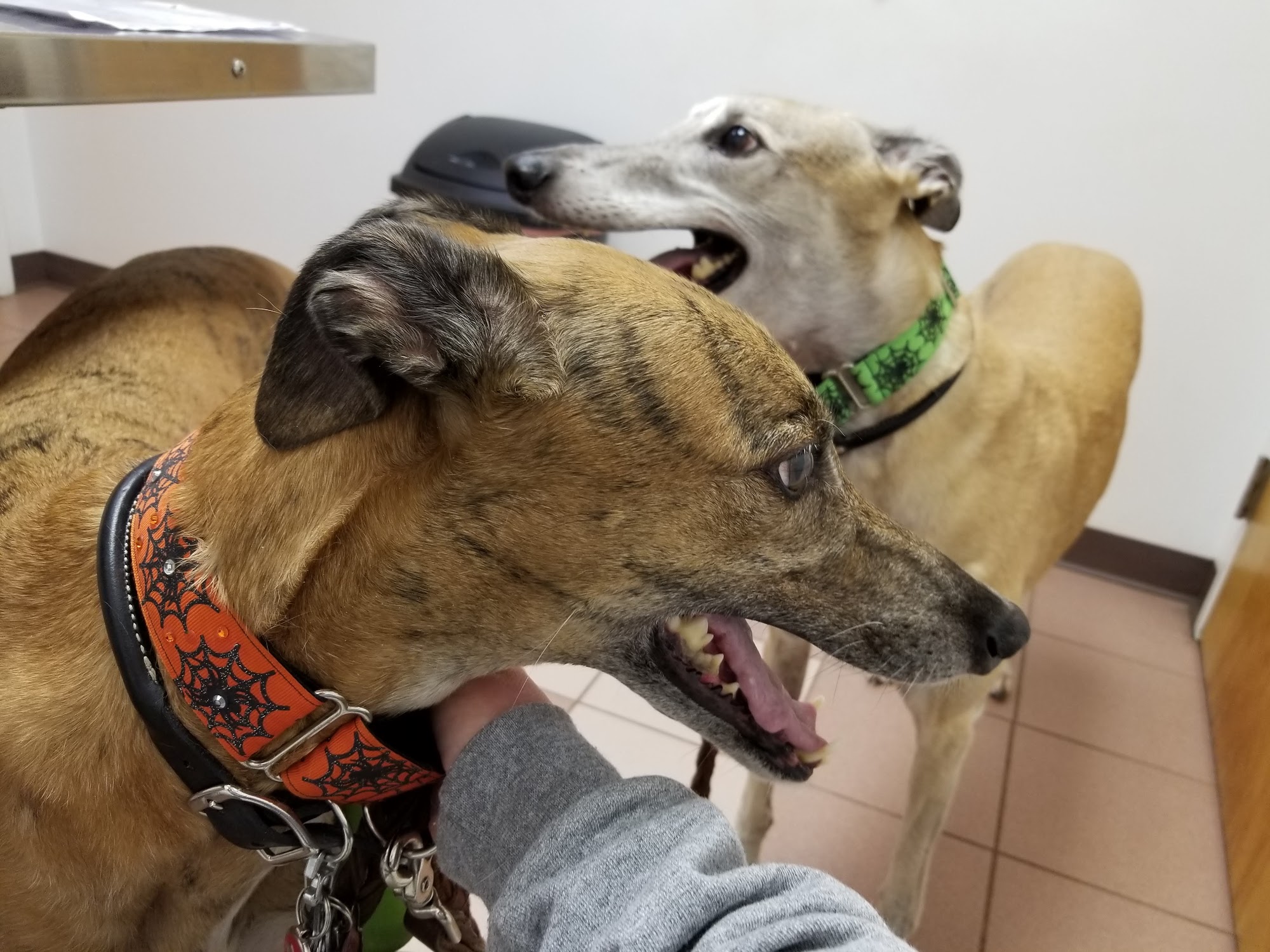 Hidden Valley Animal Clinic McMurray