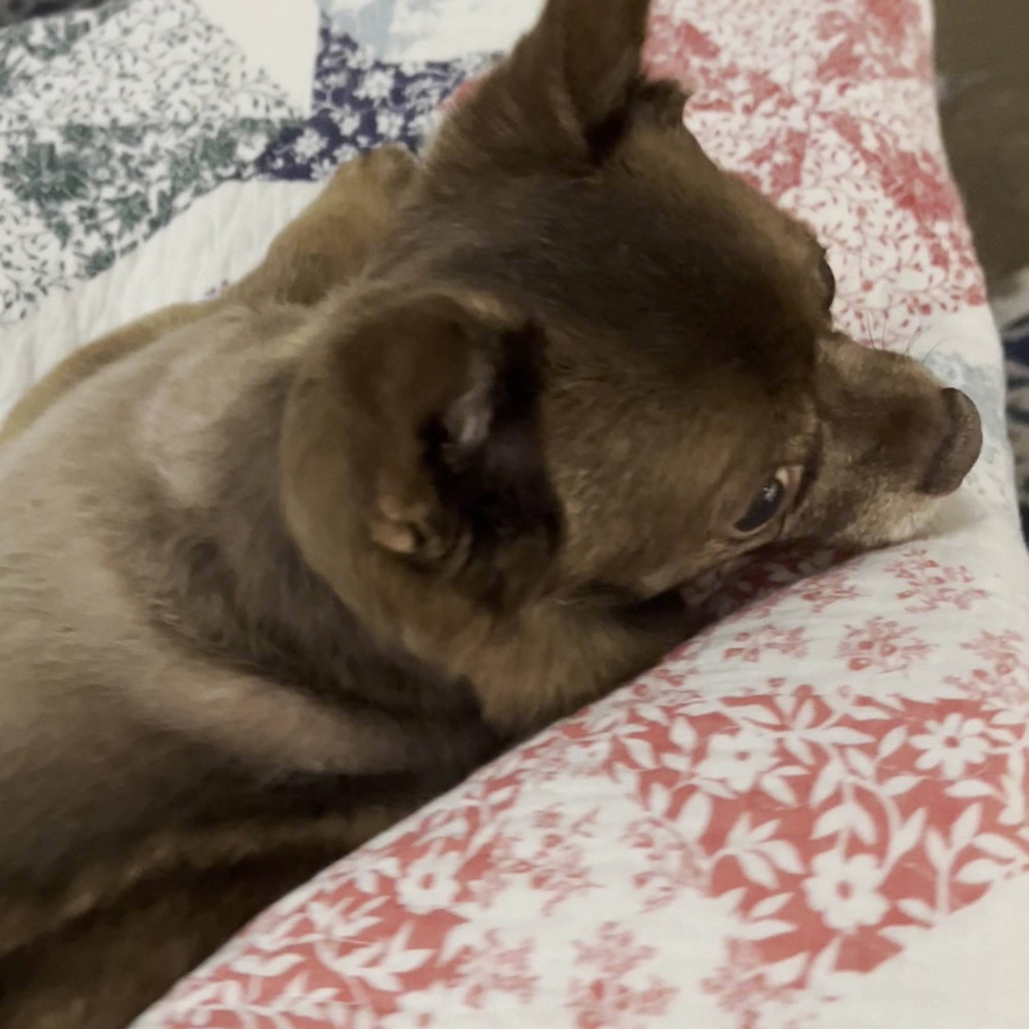 MedVet Pittsburgh McMurray