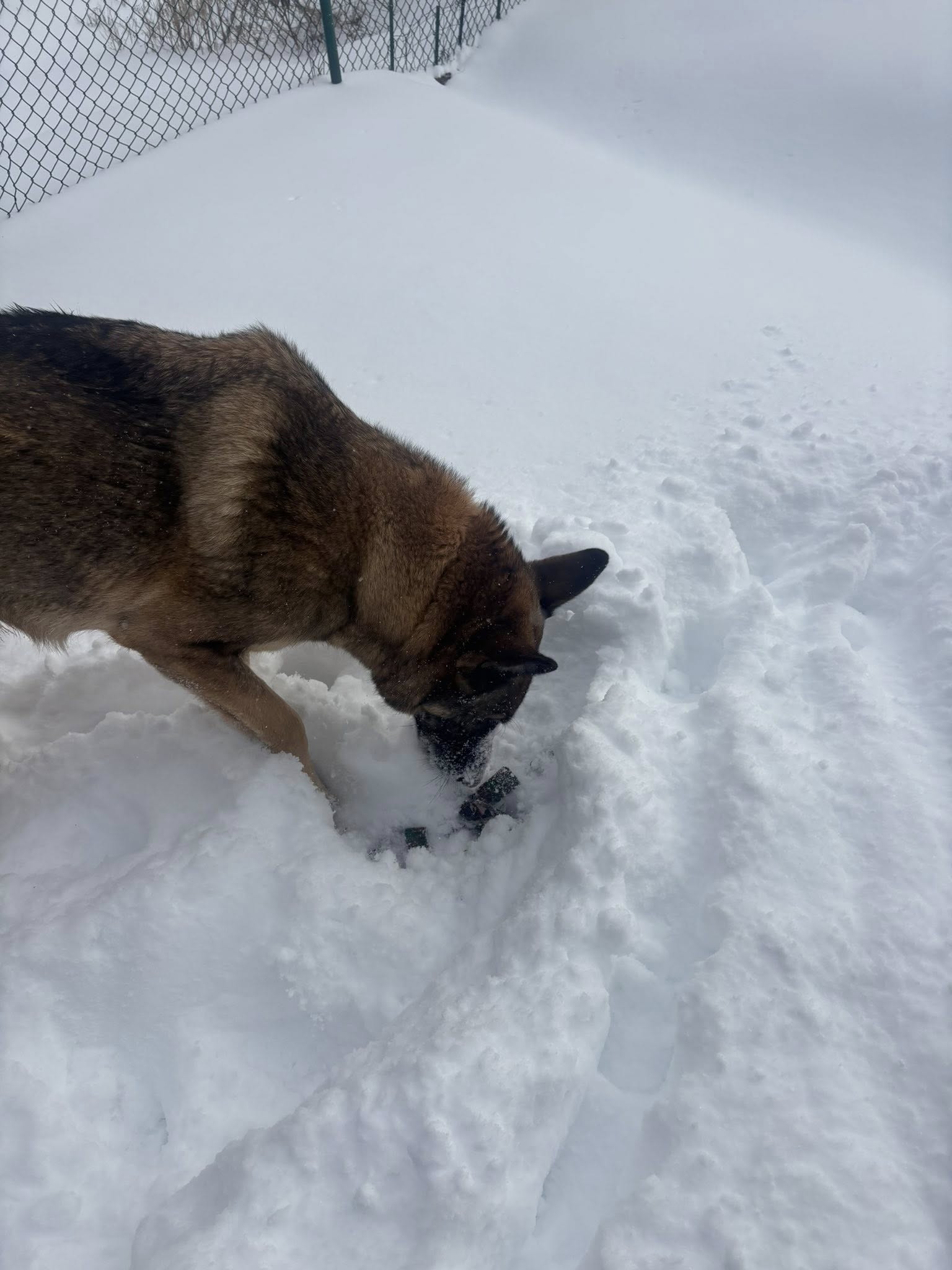 Delucas Canine Country Club McMurray