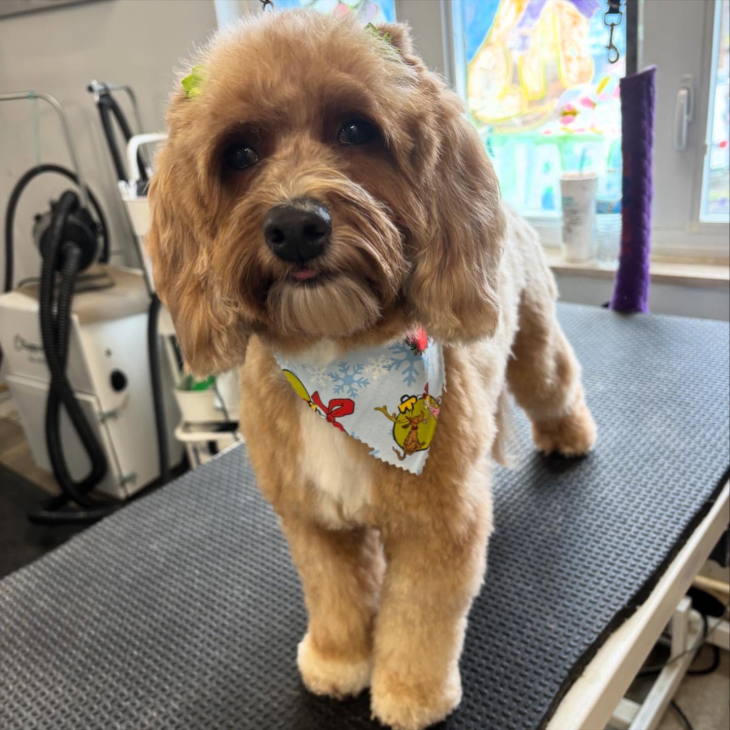 PawLeashed Pet Salon McMurray