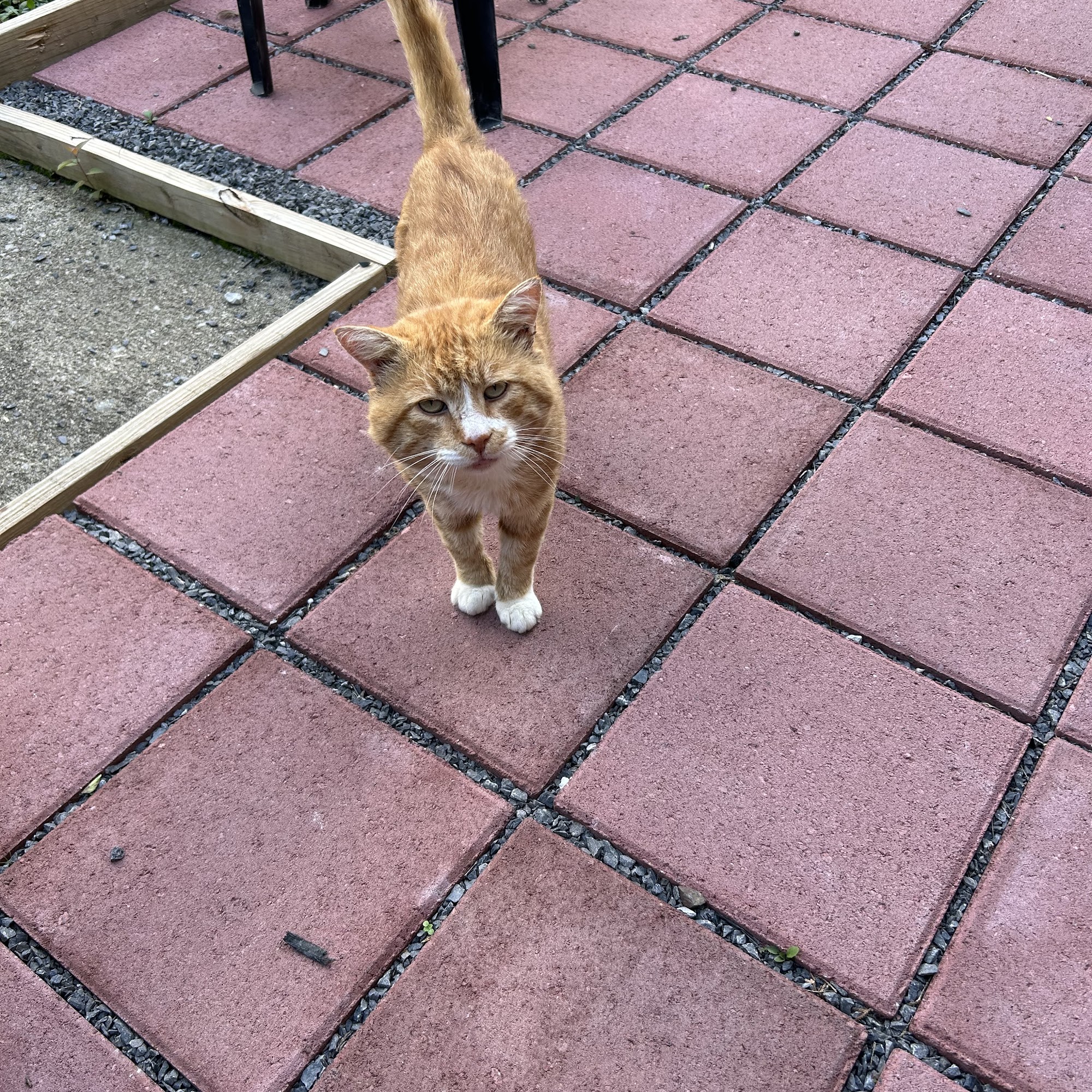 Crawford County Humane Society Meadville