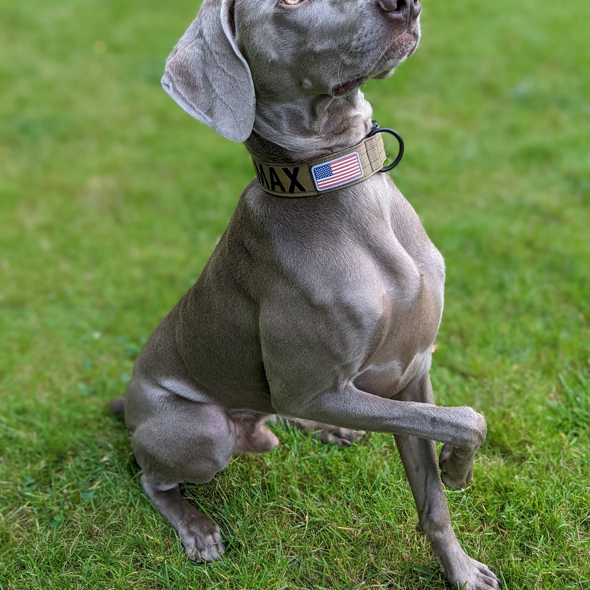 Maxfield Pet Resort Meadville