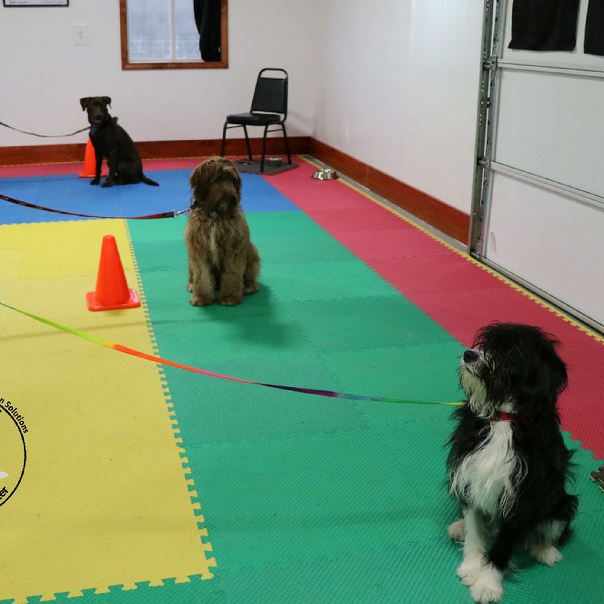 S.A.M.S. Dog Training Center Meadville