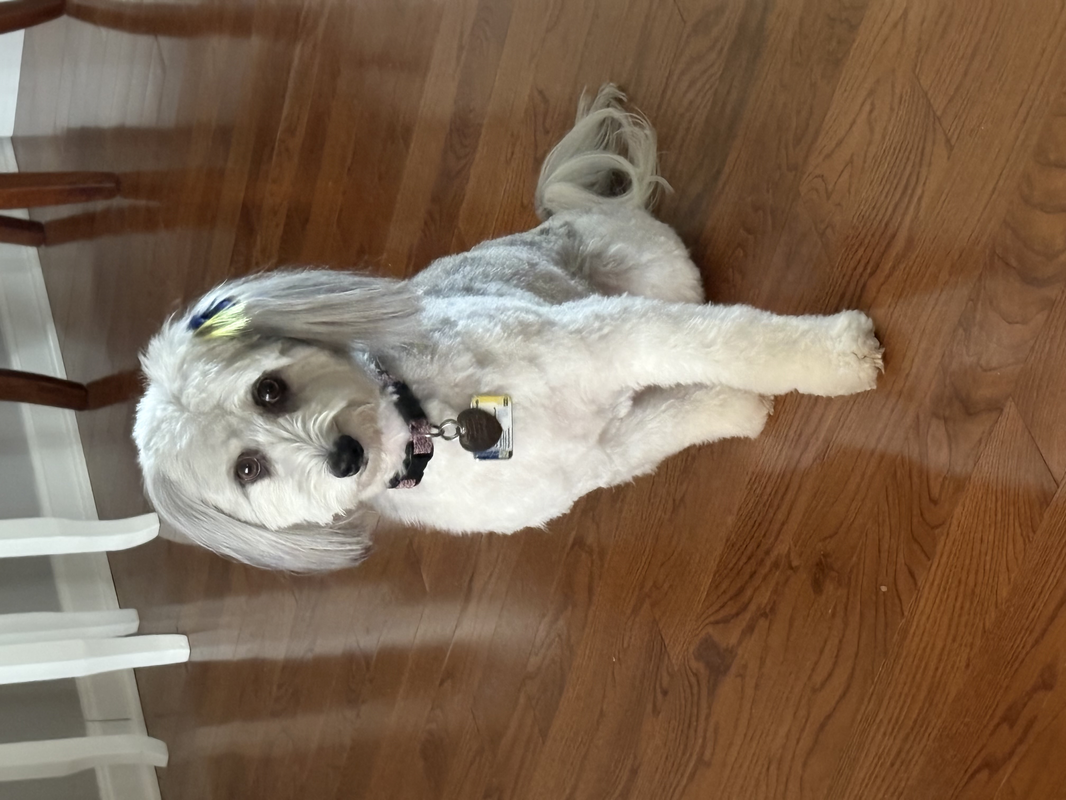 Shaggy Chic Dog Grooming Mechanicsburg