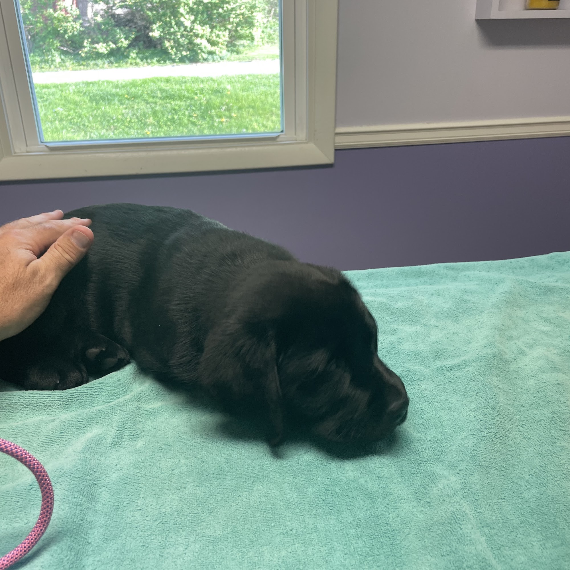 Winding Hill Veterinary Clinic Mechanicsburg