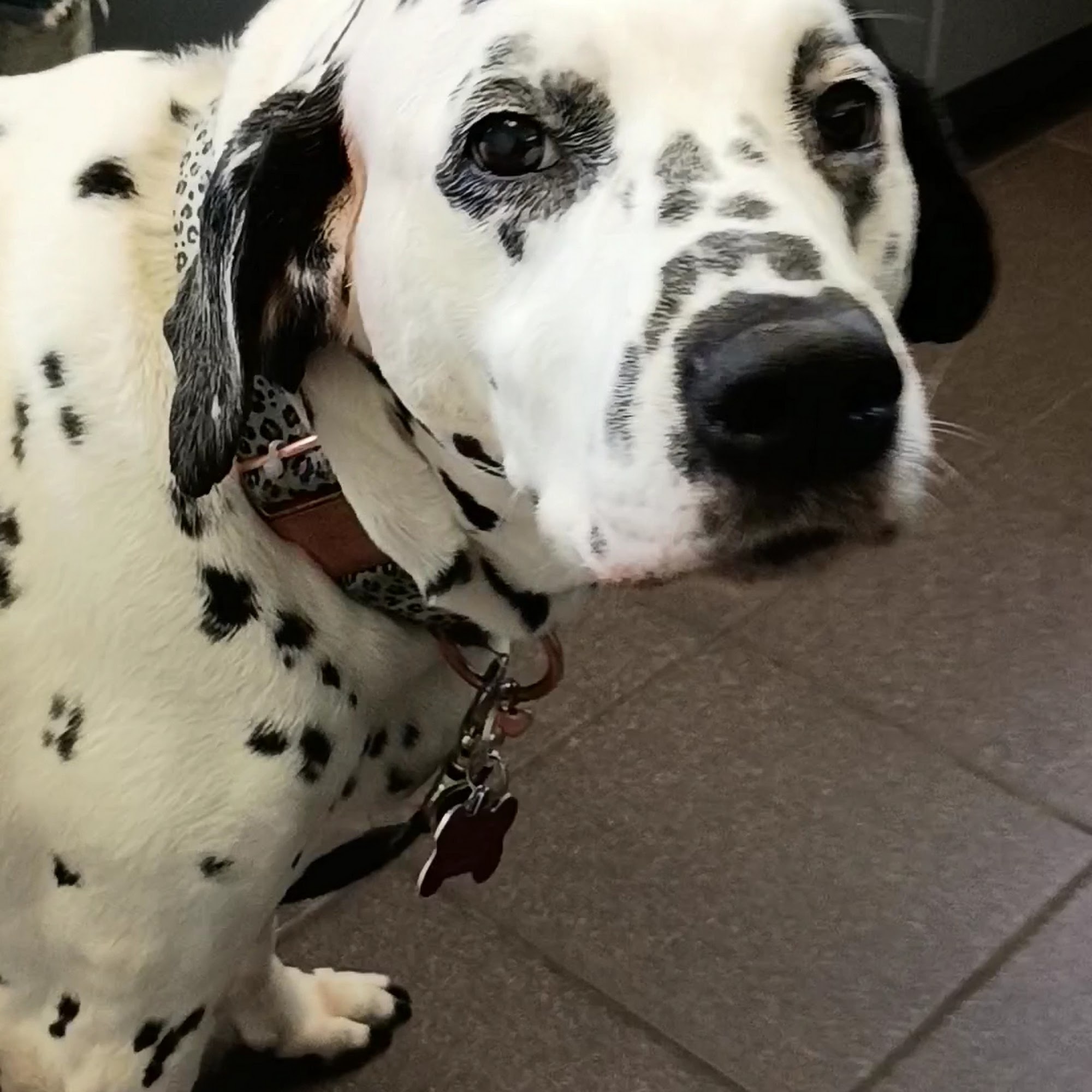 Mechanicsburg Veterinary Clinic Mechanicsburg