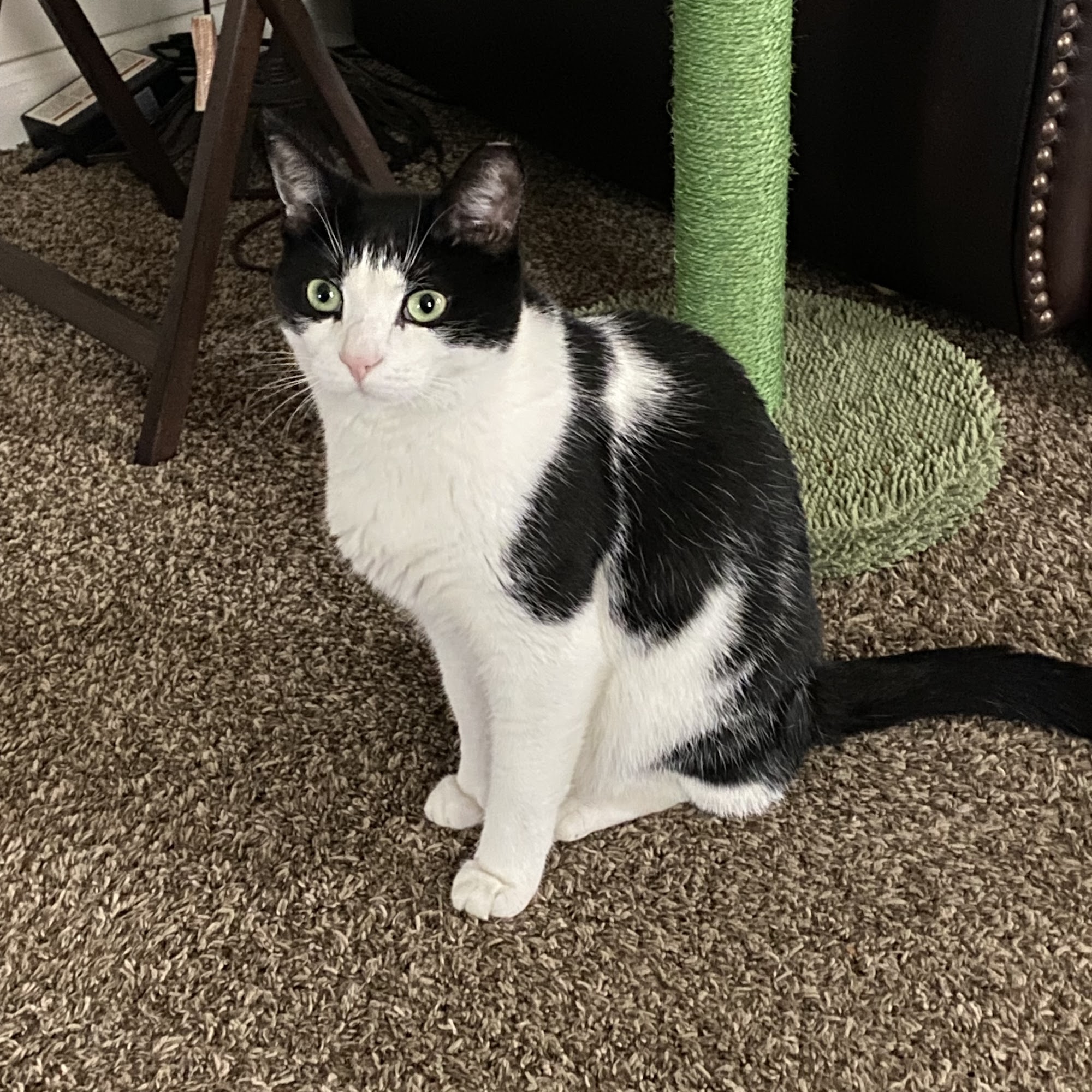 Silver Springs Animal Clinic Mechanicsburg