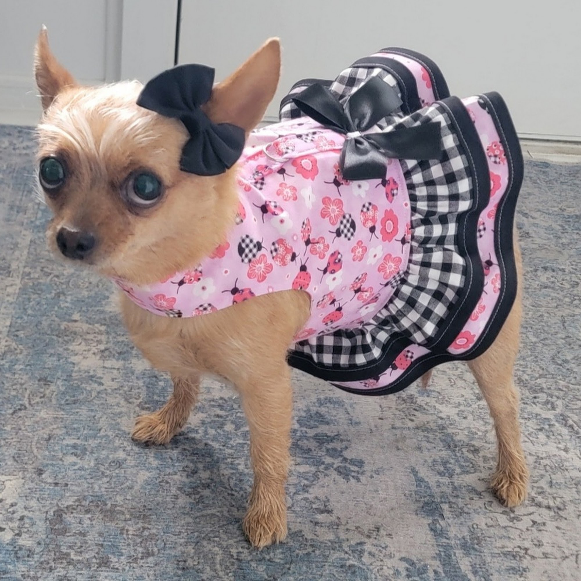 Brian's Mobile Grooming Mechanicsburg