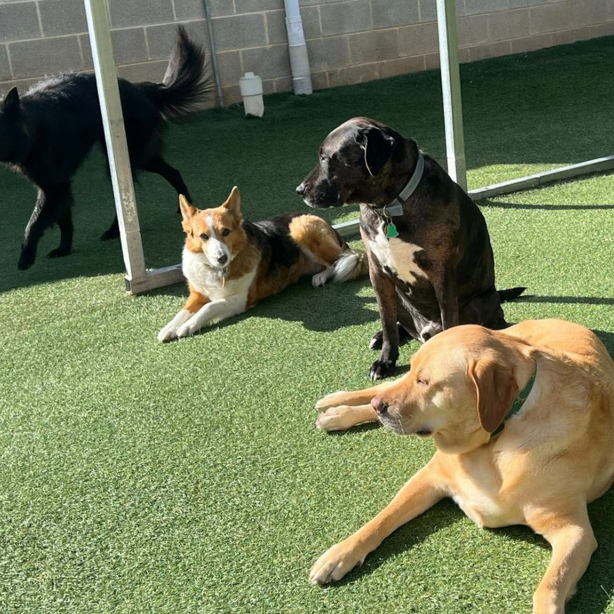 Noah's Pet Hotel & Spa West Mechanicsburg