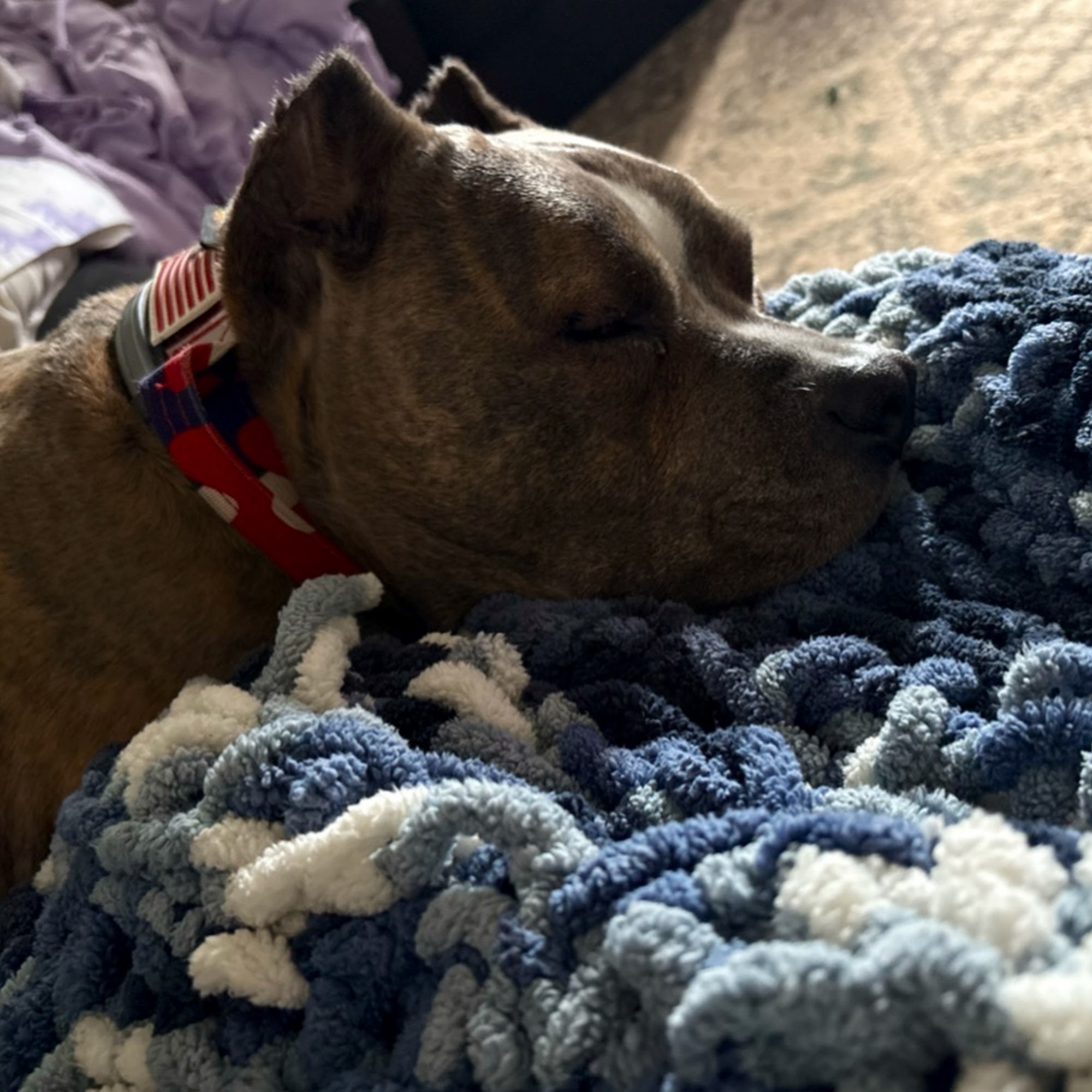 Farm View Kennels Mechanicsburg