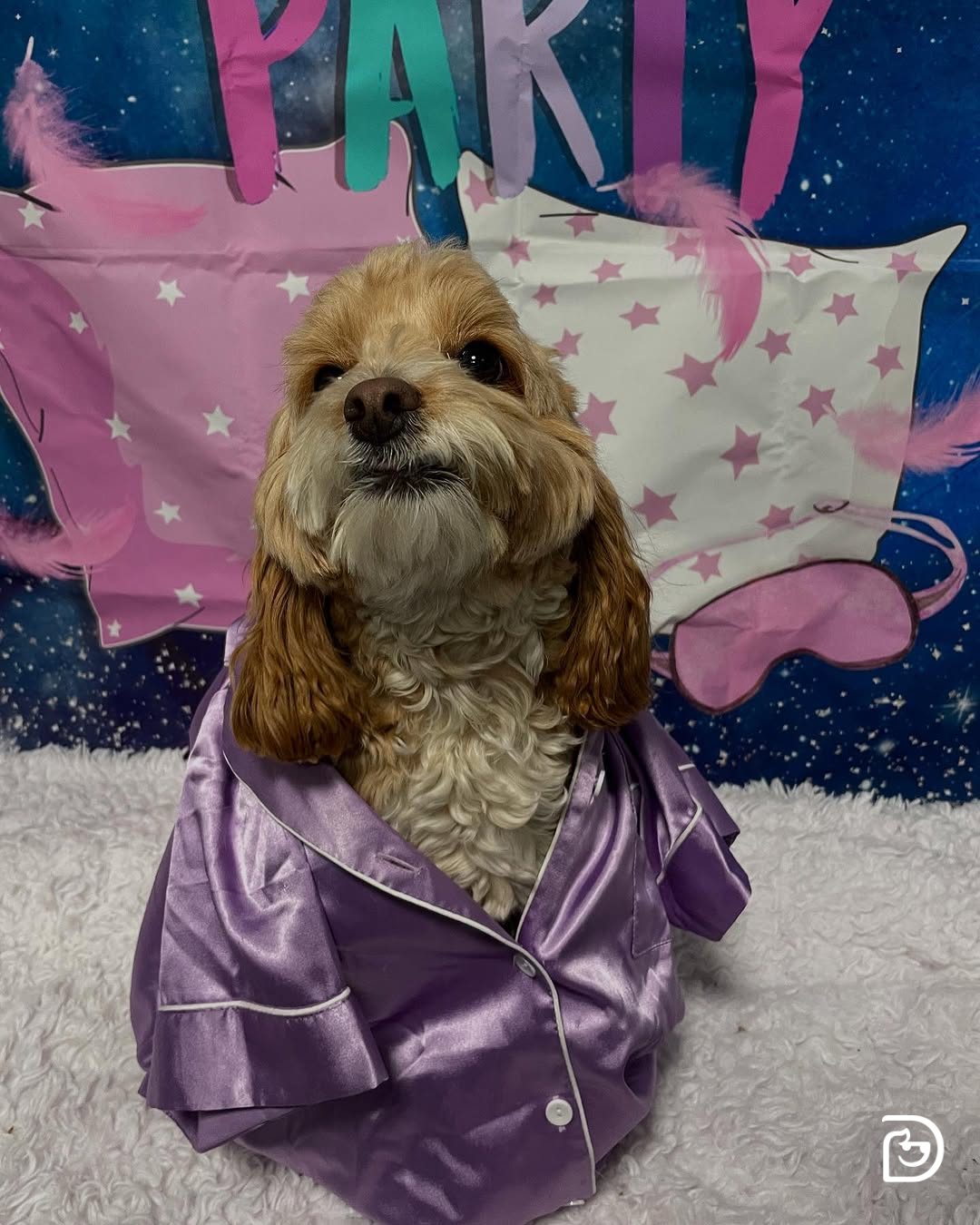 Dogtopia of Mechanicsburg Mechanicsburg