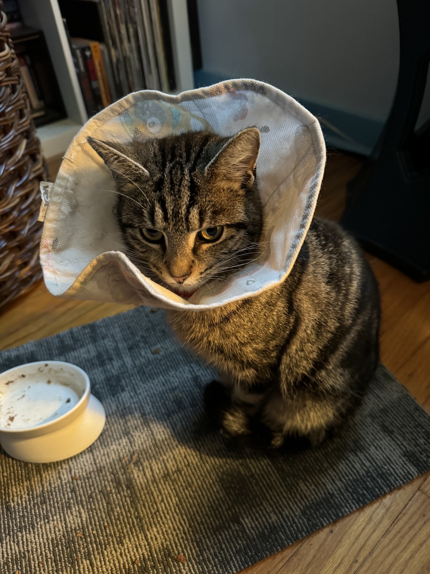 Aston Veterinary Clinic Media