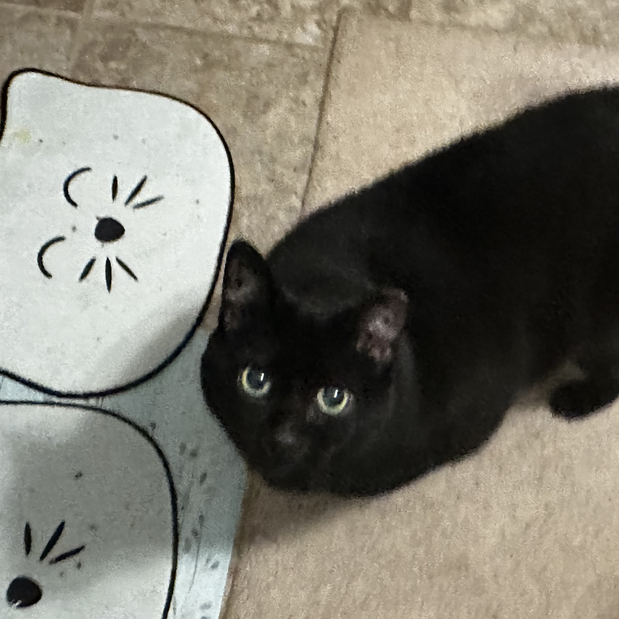 Media Veterinary Hospital Media