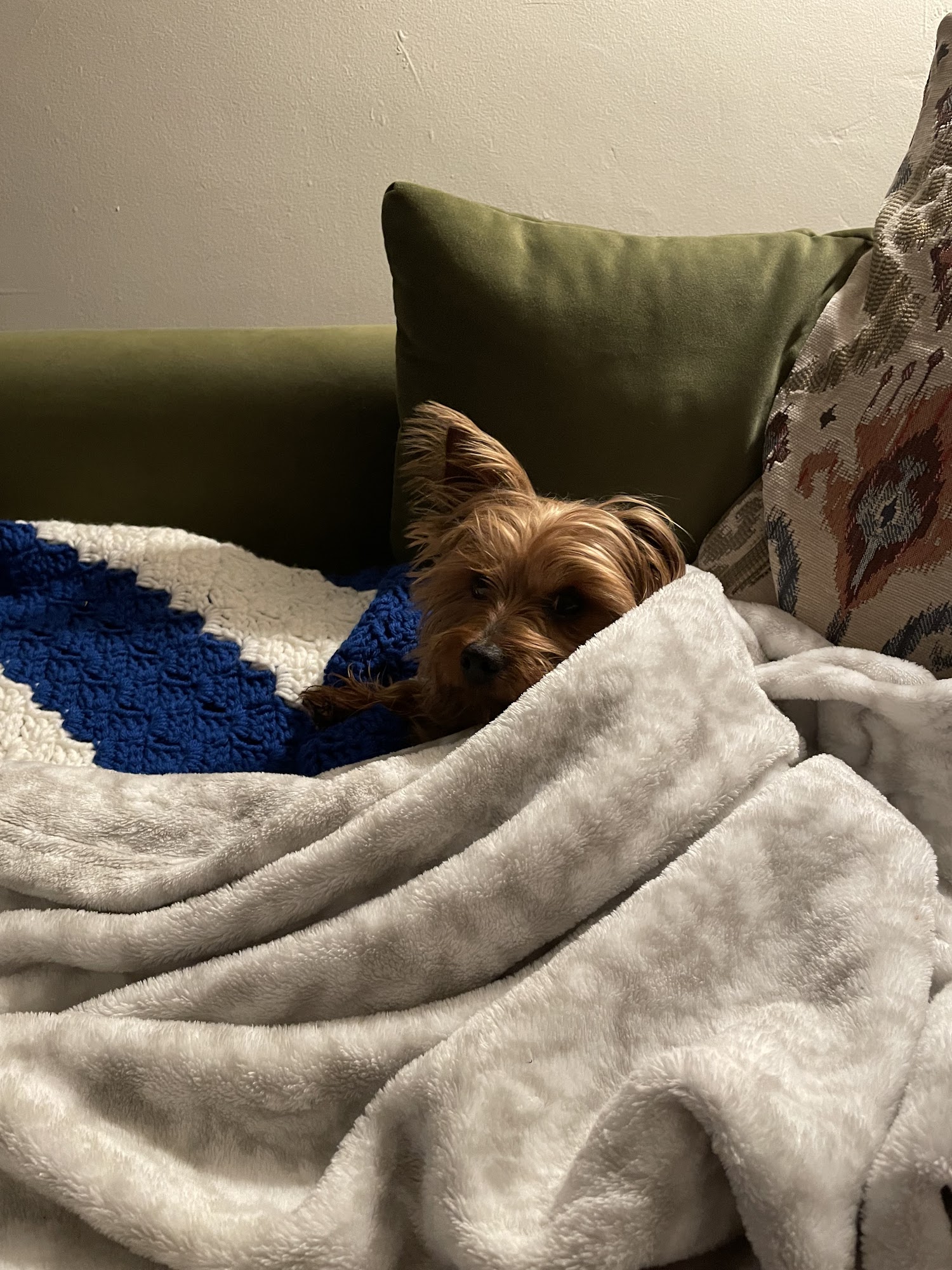 Town & Country Veterinary Hospital in Media/Aston Media