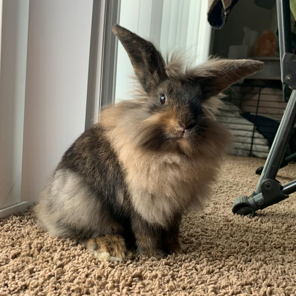 Londonderry Animal Hospital Middletown