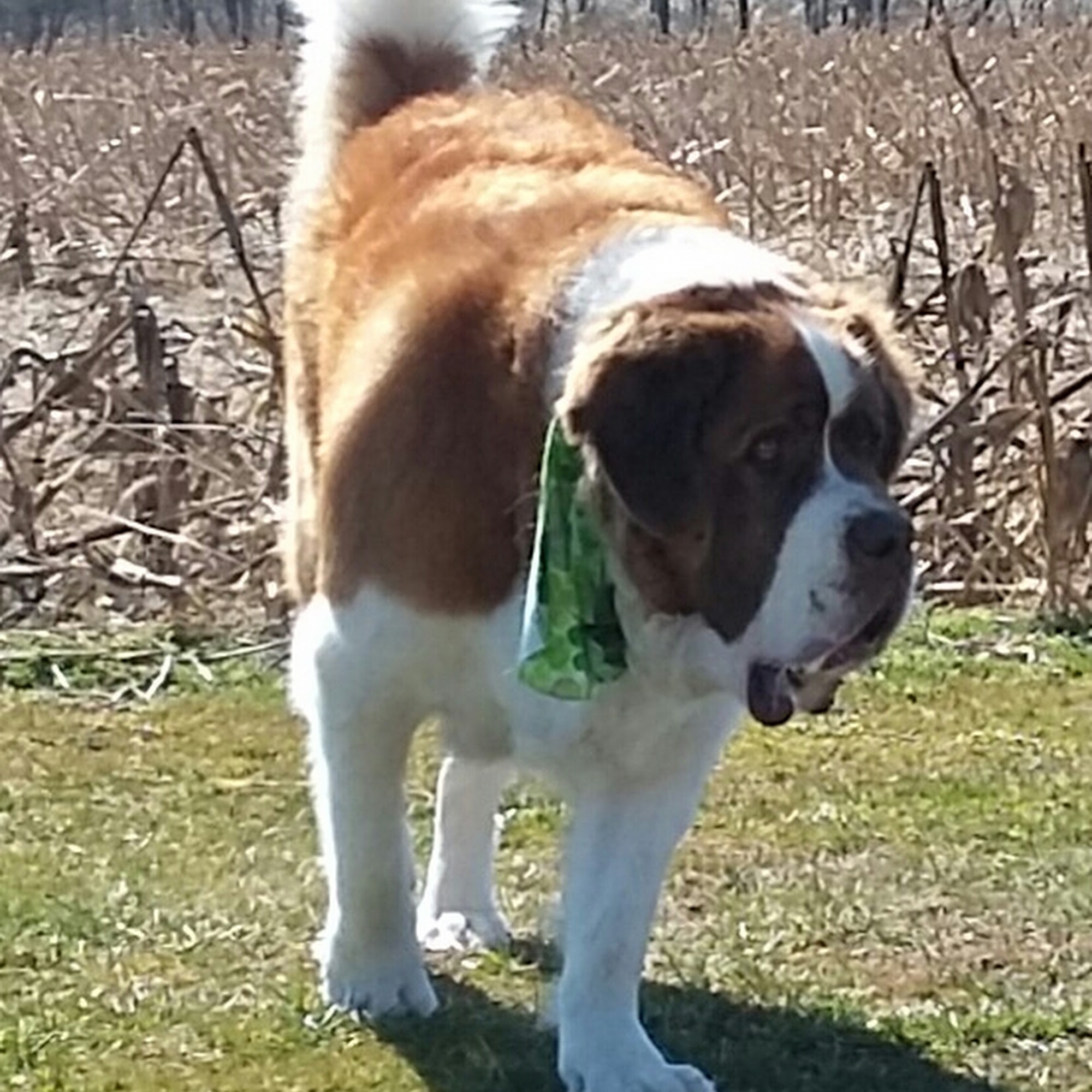Ernest Hill Kennels Boarding and Grooming Mifflintown