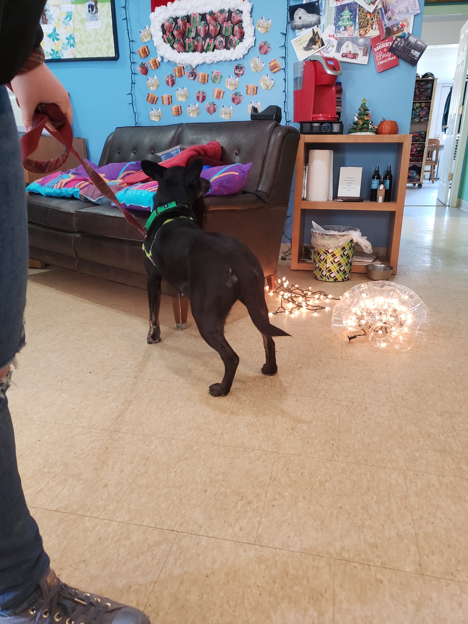 Animal Care Sanctuary Milan