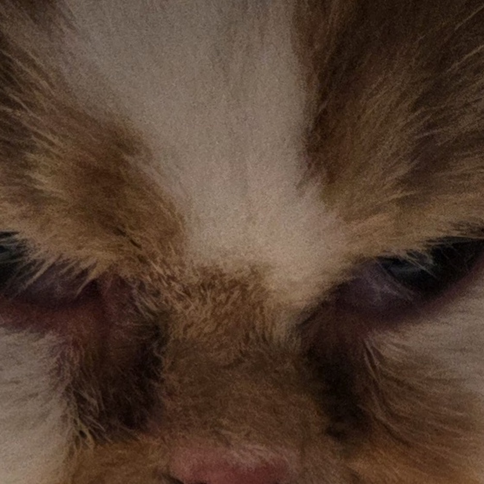 Milford Animal Hospital Milford