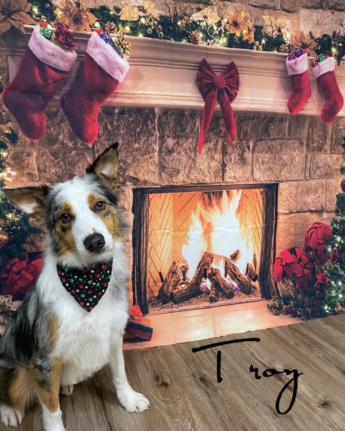 Guida's Grooming Milford