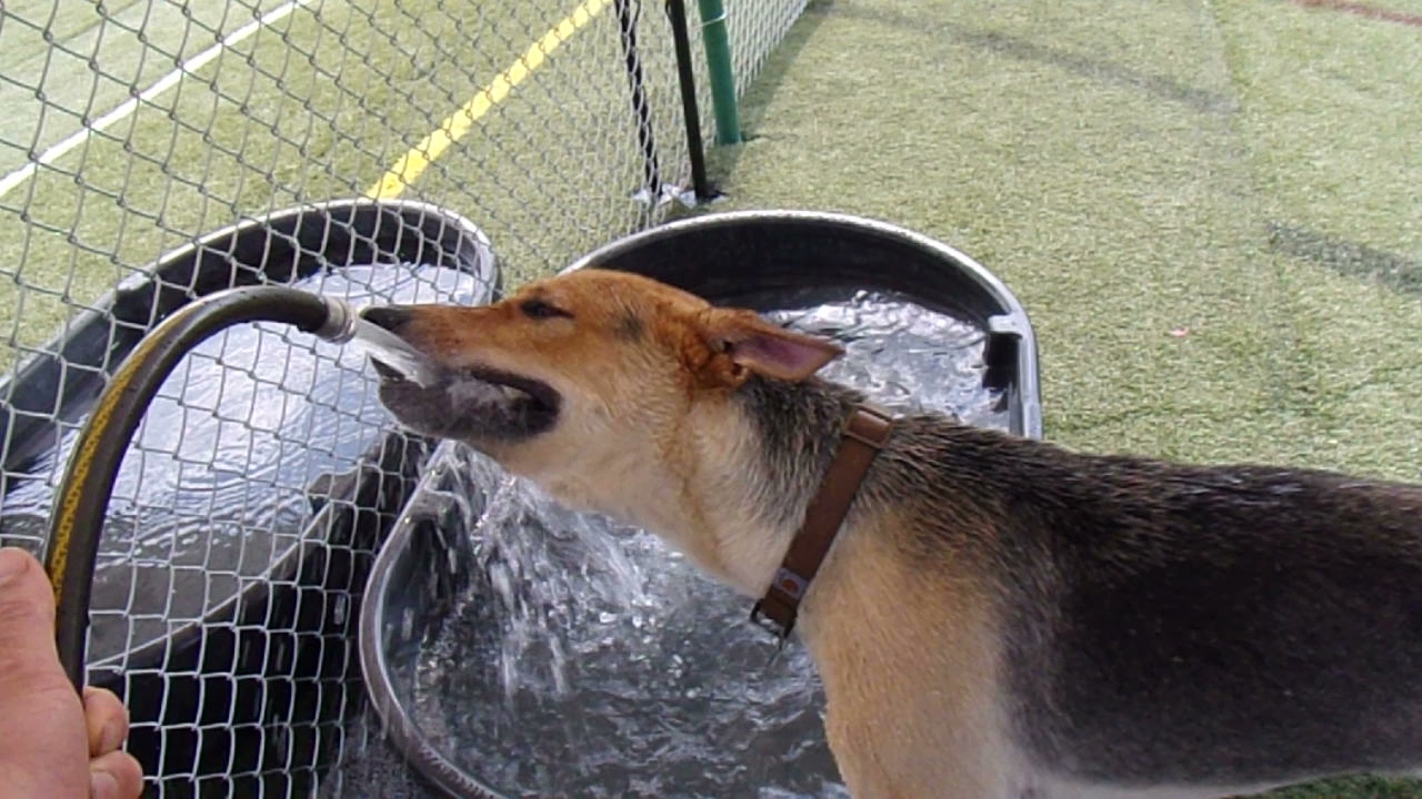 Sweet Dreams Groom and Board Mill Hall