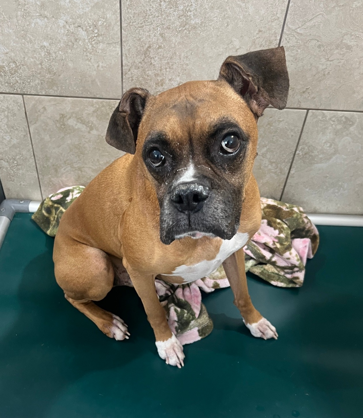 Sweet Dreams Groom and Board Mill Hall