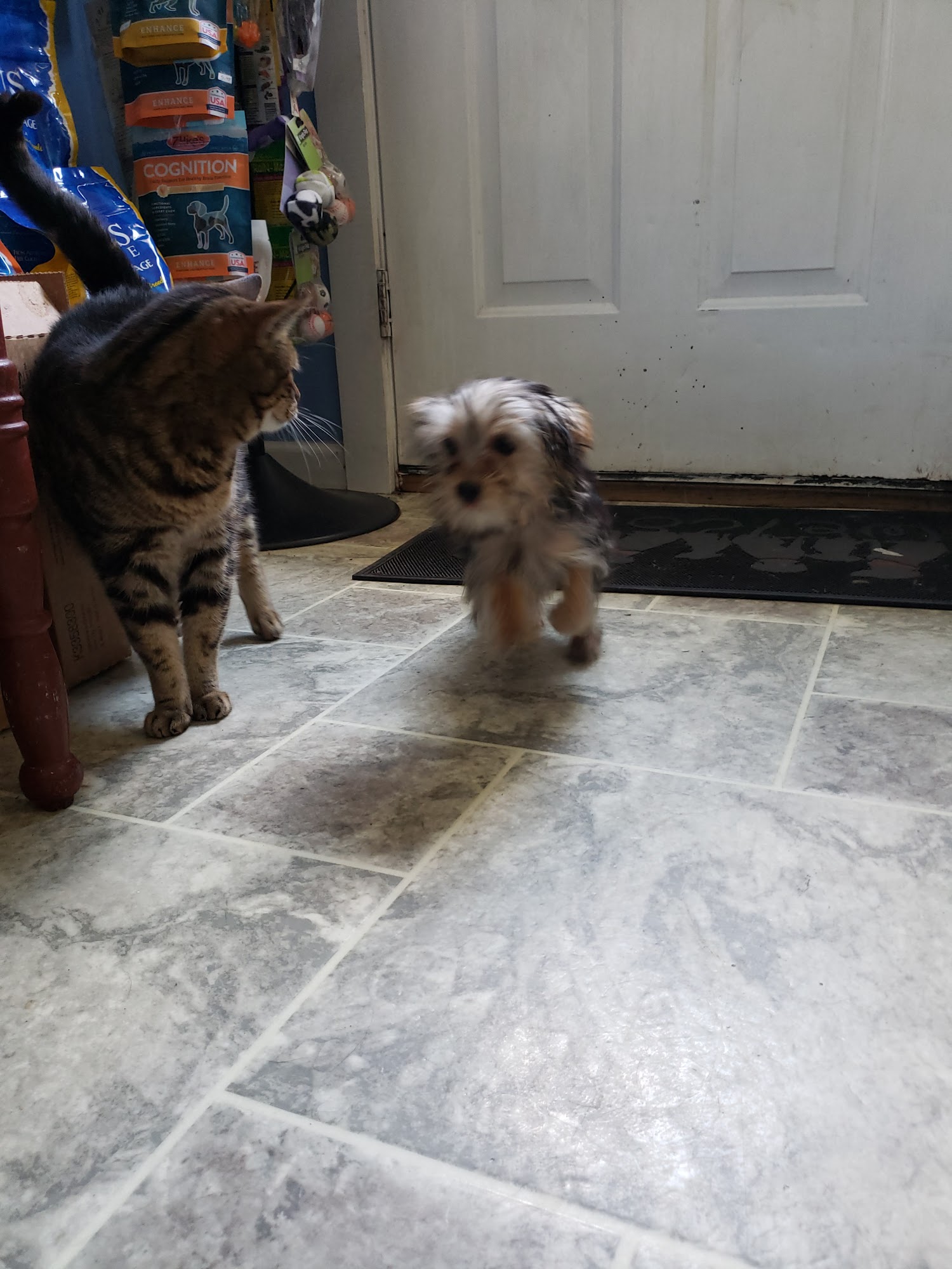 Arndt's Happy Tails Millerstown