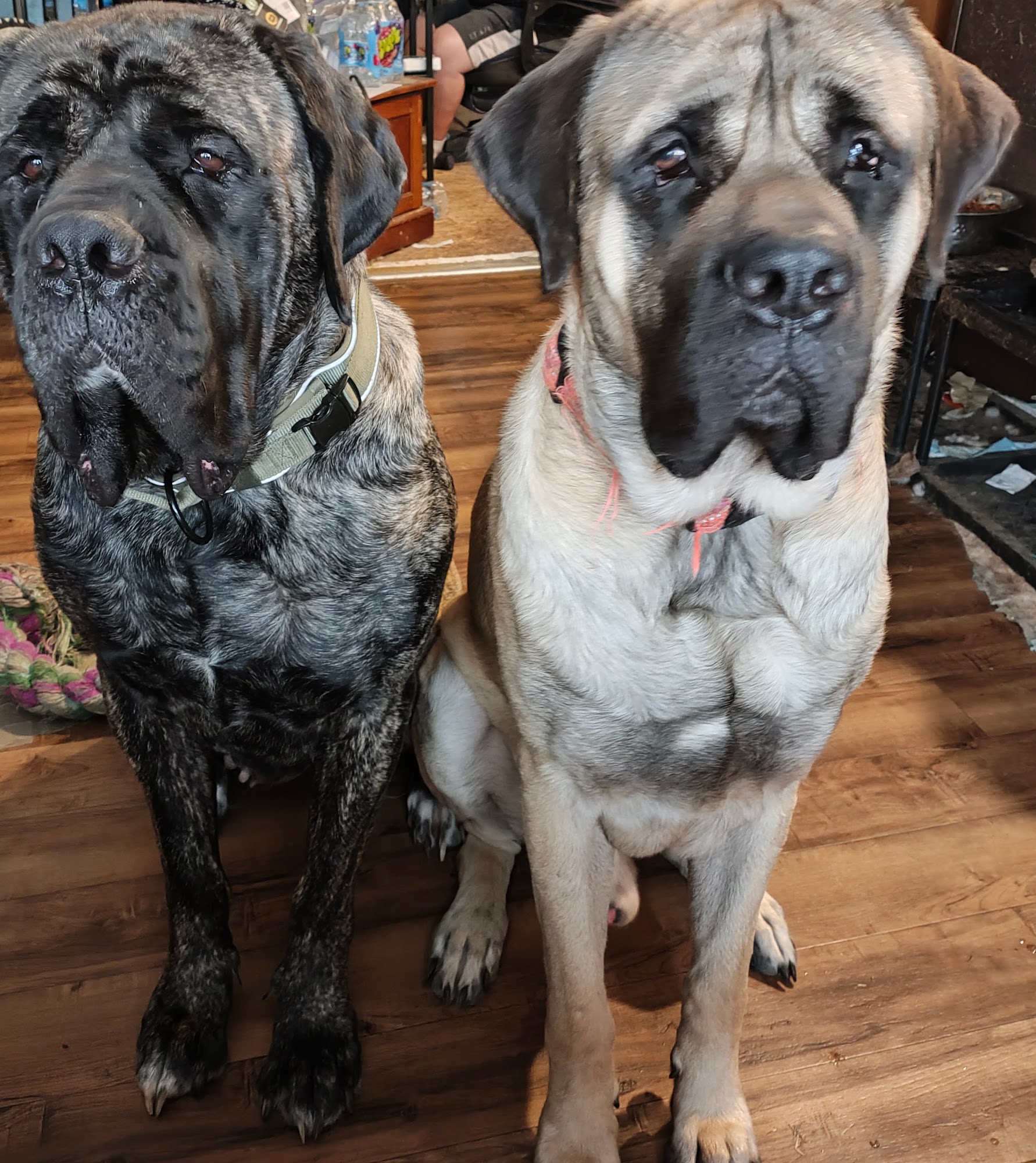 Bark of the Town Kennels Millerstown