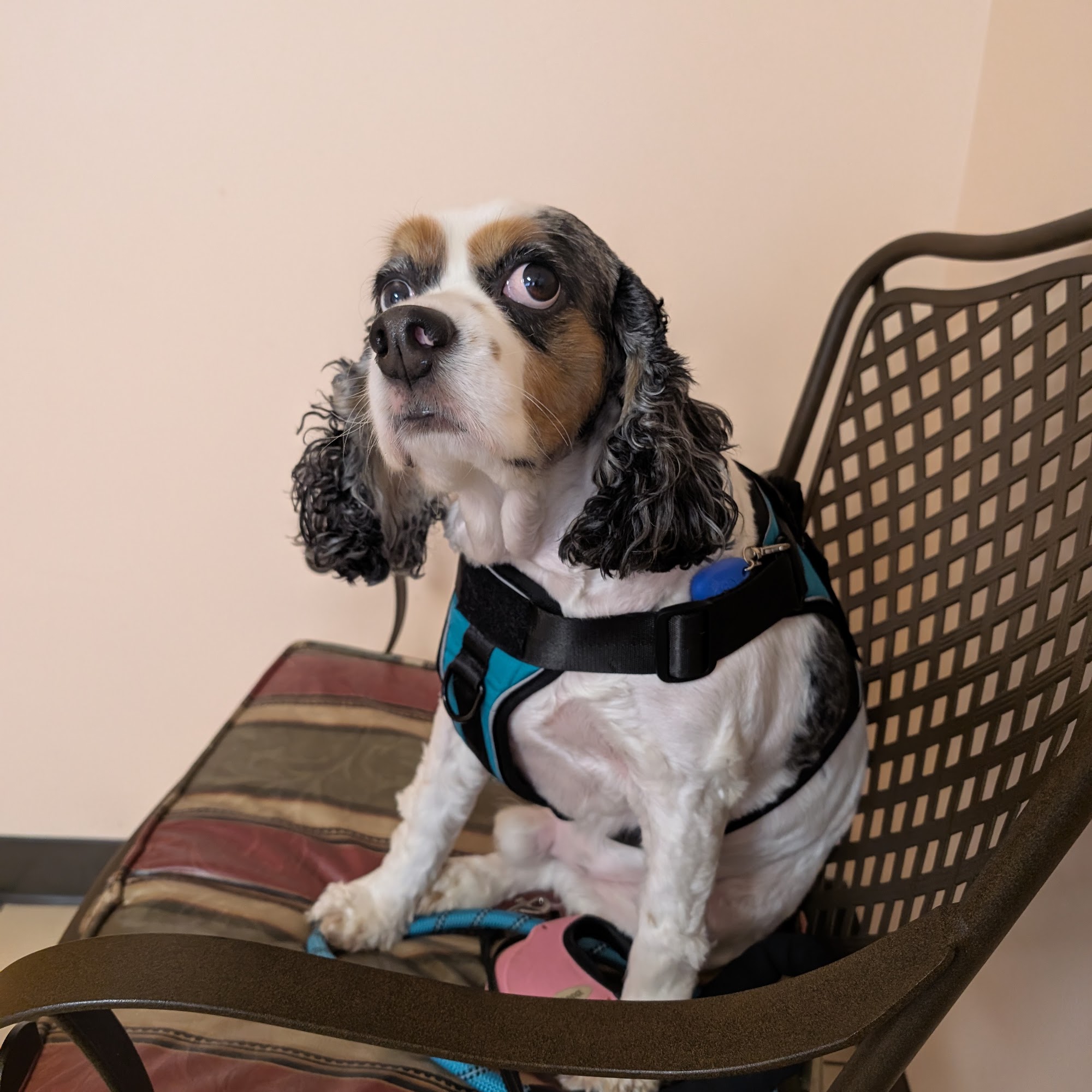 Northern Pike Veterinary Hospital Monroeville