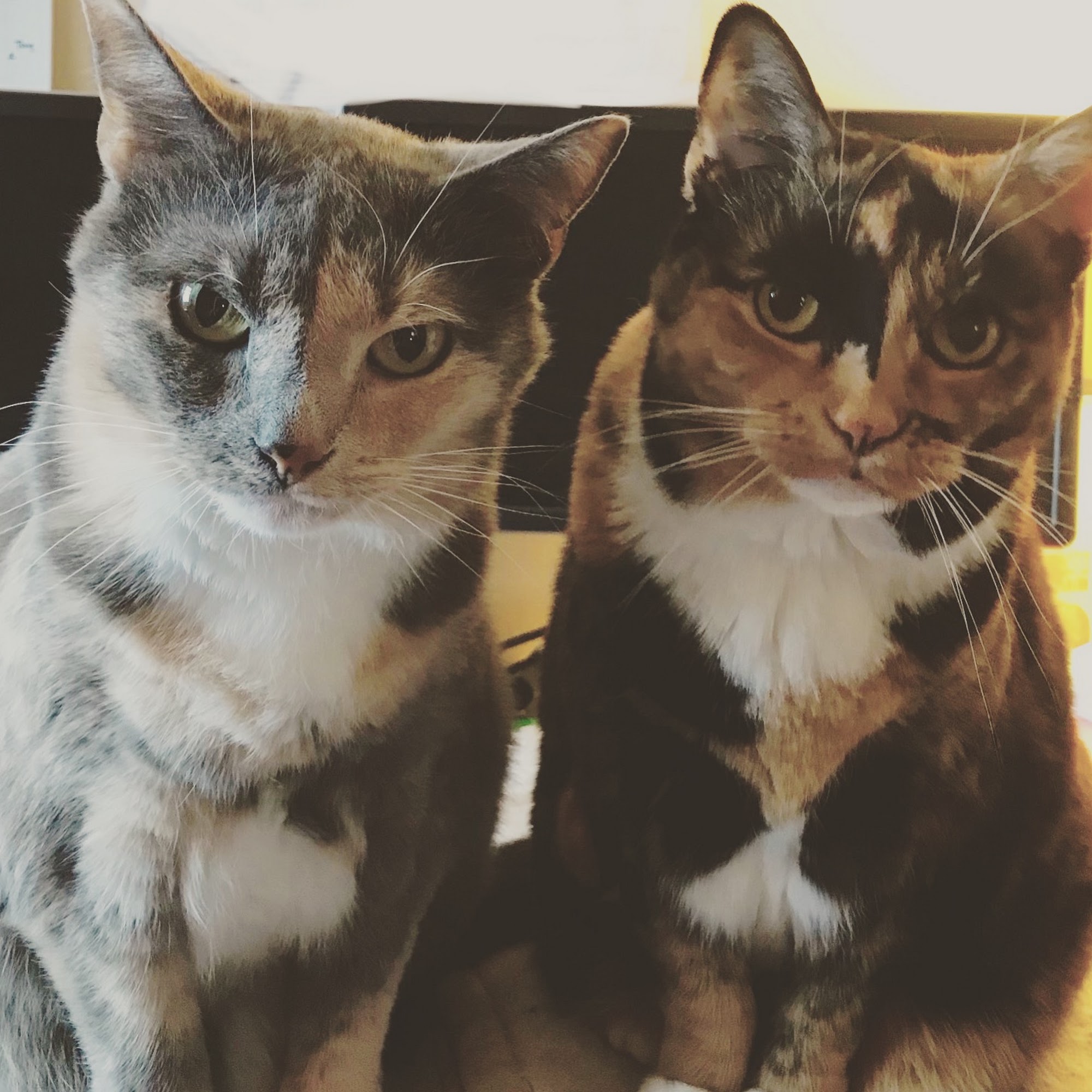 Murrysville Veterinary Associates Monroeville