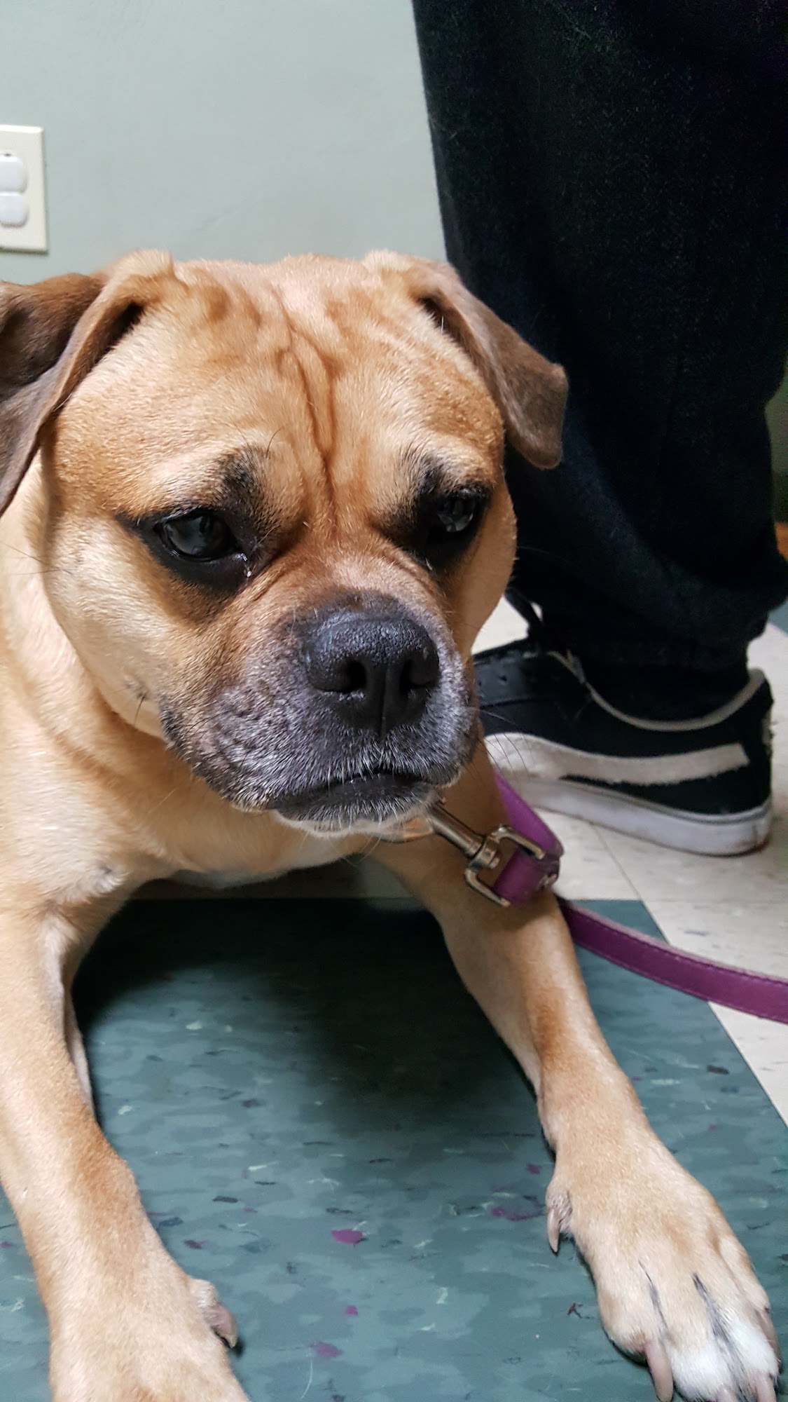 Pittsburgh East Animal Hospital Monroeville