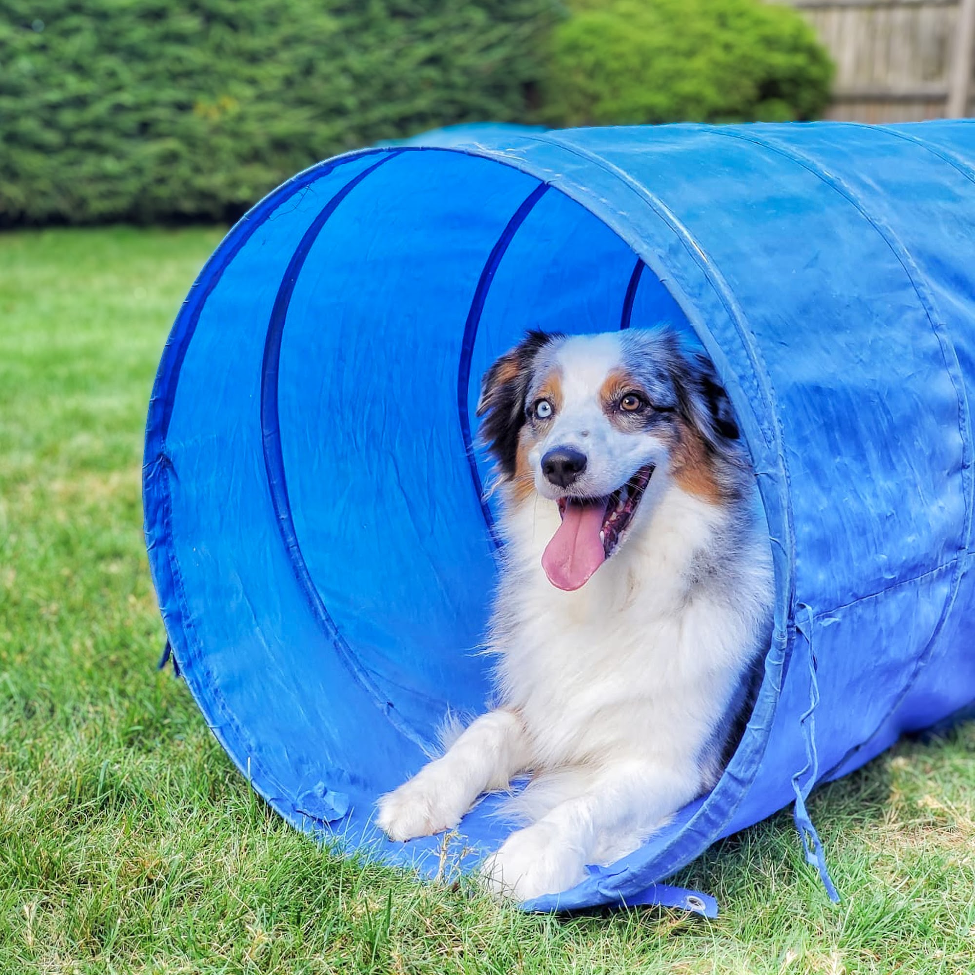 Sunfire Canines Monroeville