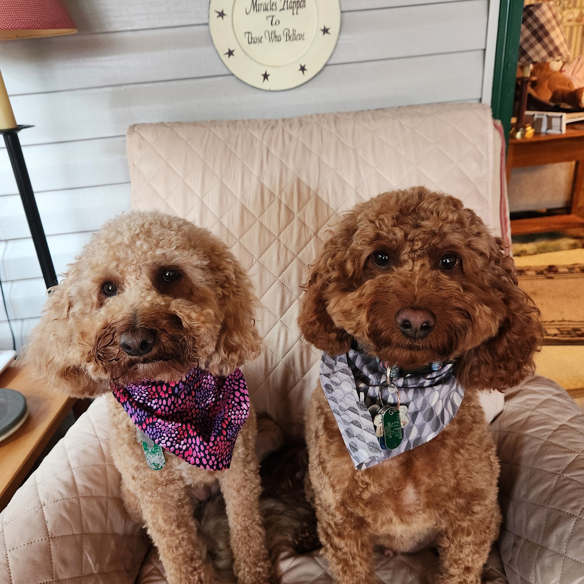 Fur Ever Friends Dog Grooming Montoursville
